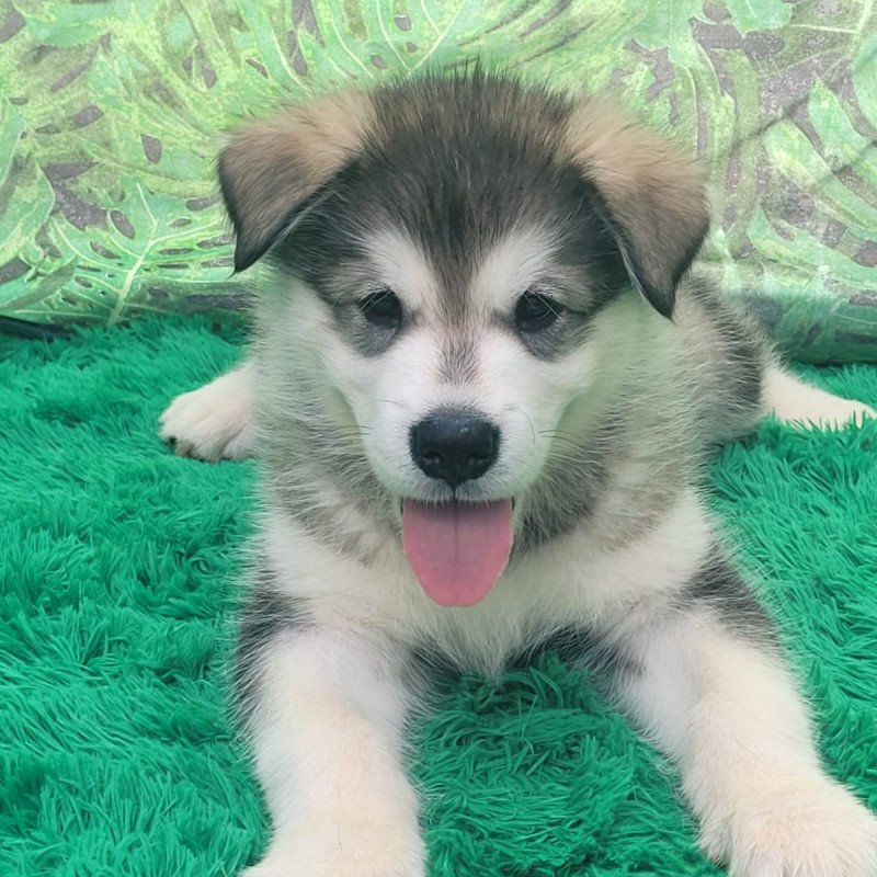Lindos filhotes de malamute do Alaska - Foto 4