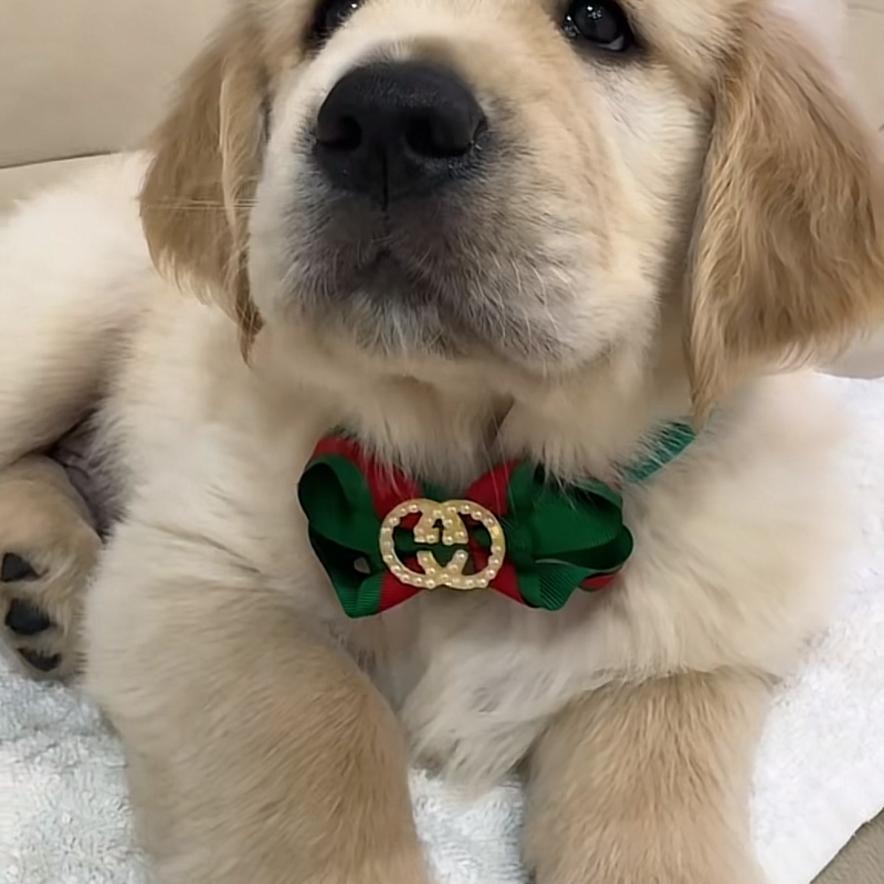 Golden retriever bege claro - Foto 1