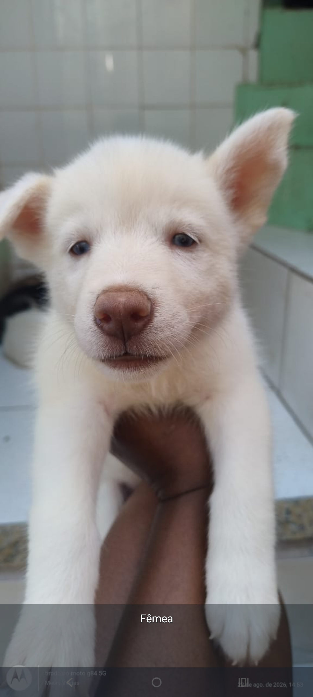 Lindos filhotes husky siberiano já vermifugados