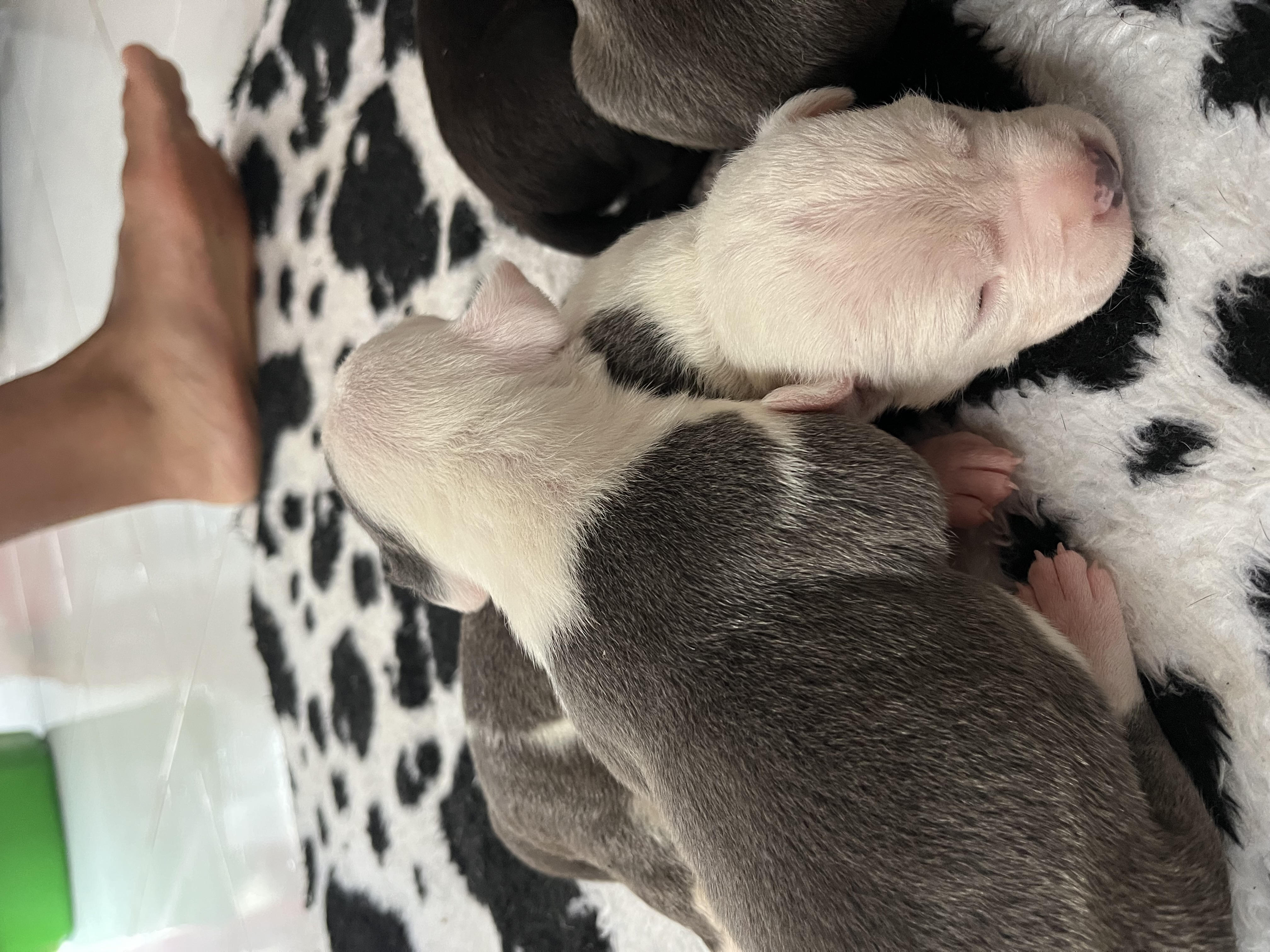 Filhotes de american staffordshire bull  - Foto 1