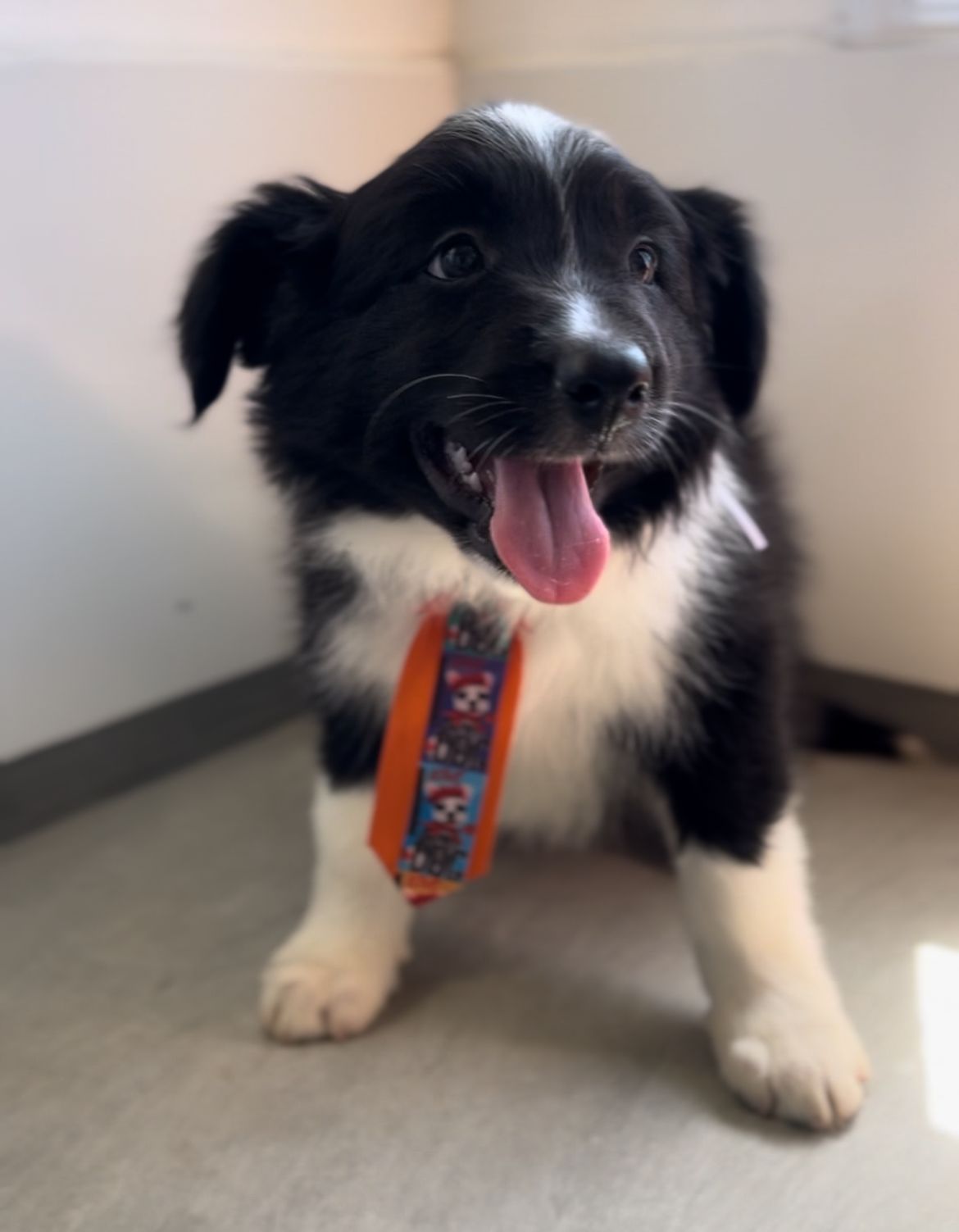 Portal Vendocão Filhotes de Border Collie com microchip e pedigree Recife