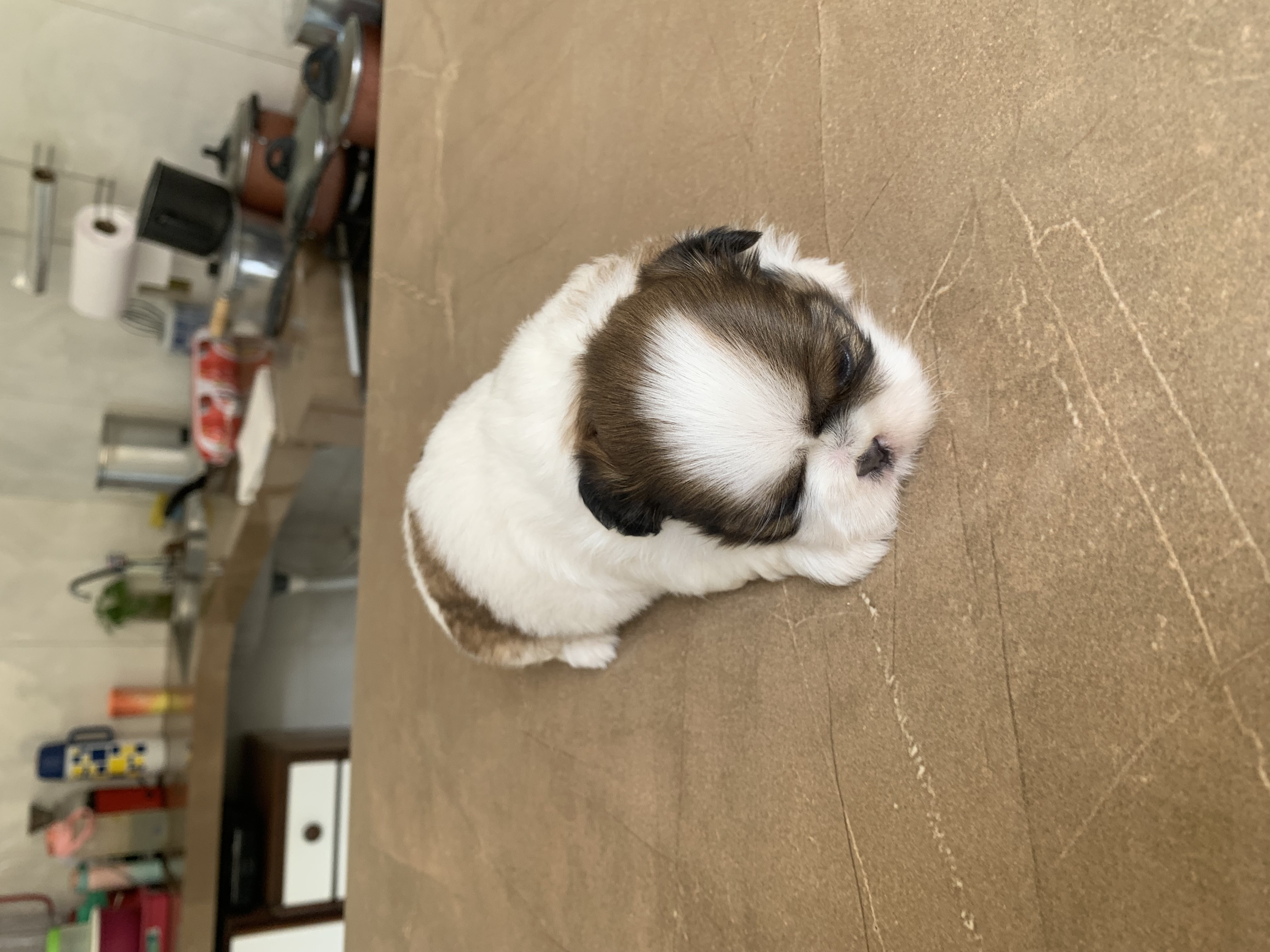 Portal Vendocão Vendo cachorros Shitzu  Parauapebas