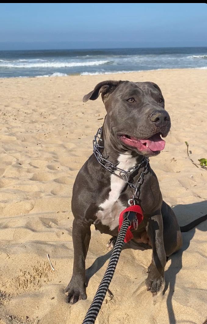 Portal Vendocão Filhotes de Amstaff  Itajaí 