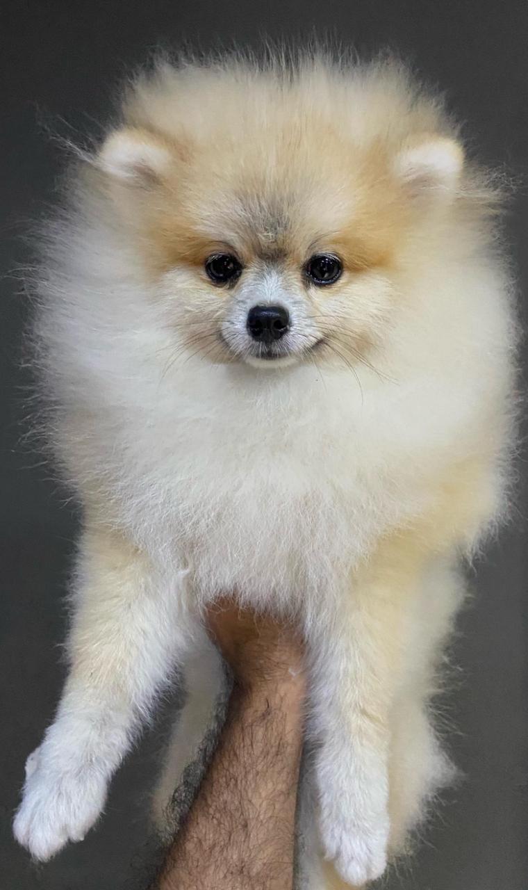 Portal Vendocão Lulu da Pomerania Anão  Rio de Janeiro 