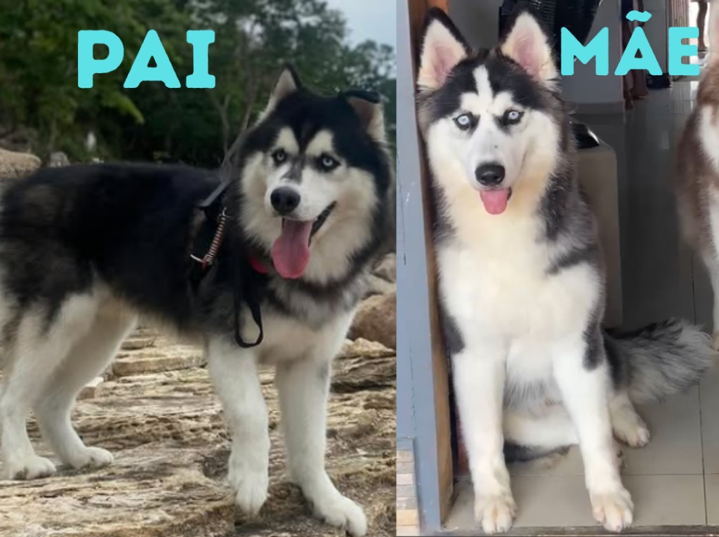 Portal Vendocão FILHOTES A PRONTA ENTREGA Manaus