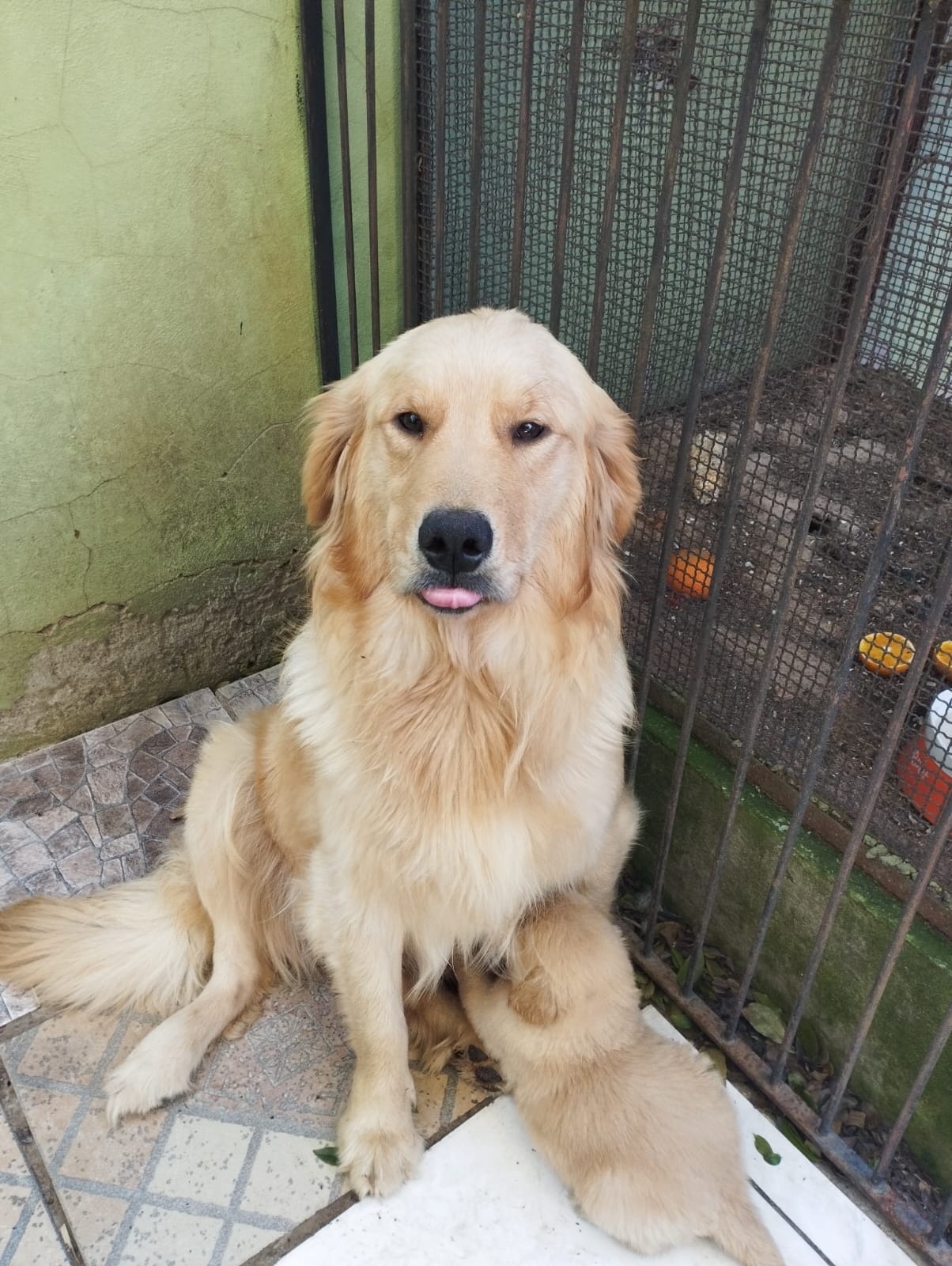 Portal Vendocão Filhotes Golden Retriever  Gravatai 
