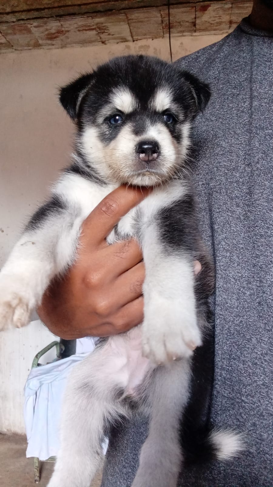 Portal Vendocão Husky Fêmea  Fortaleza 