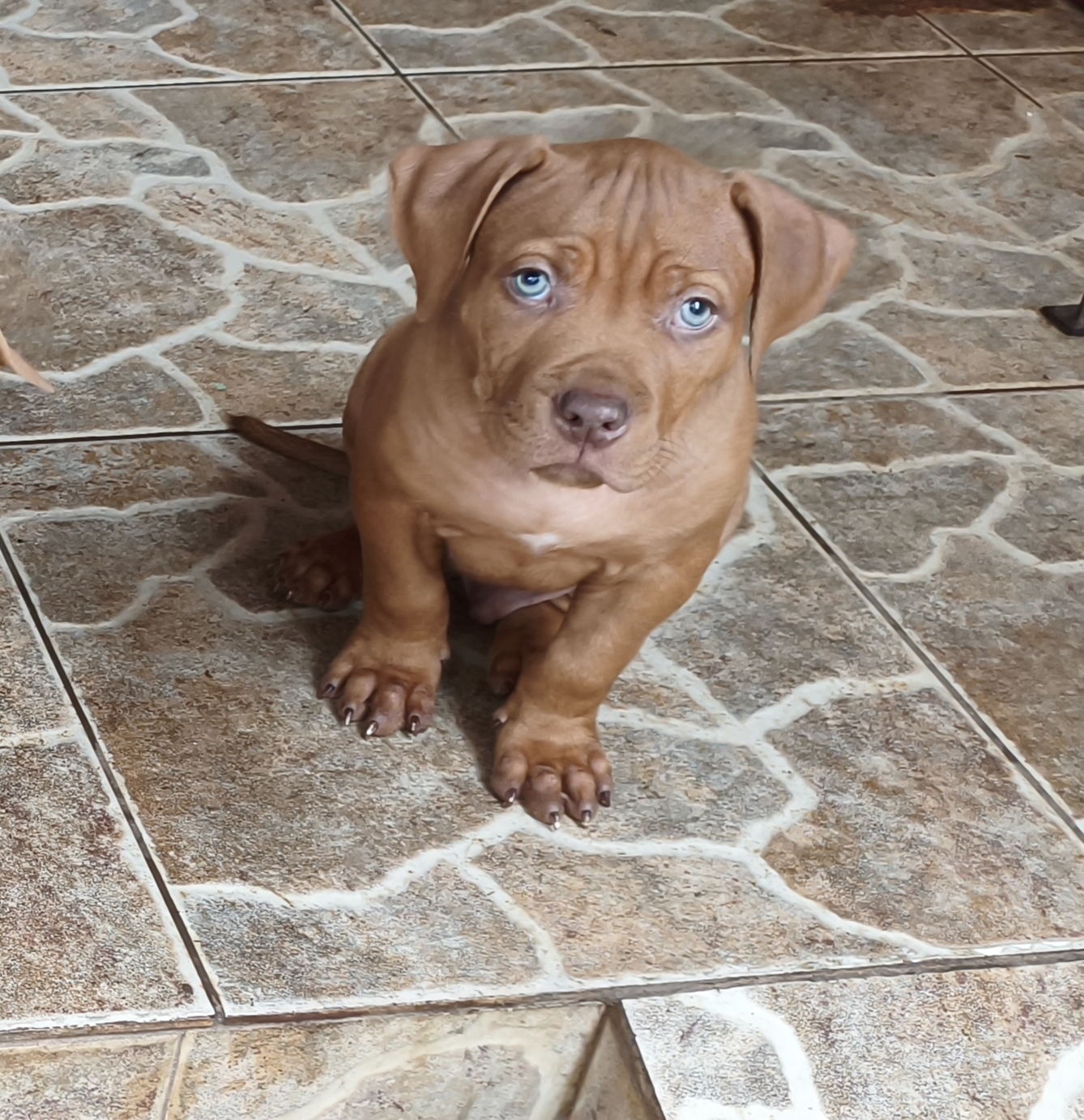 Pitbull - Foto 2