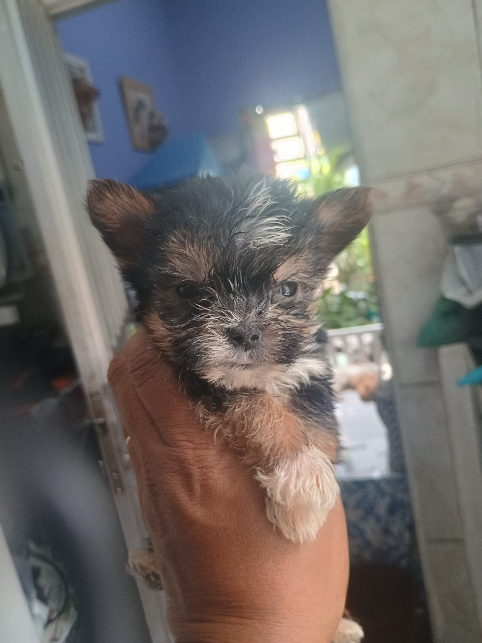 Vendo animal de estimação  - Foto 1