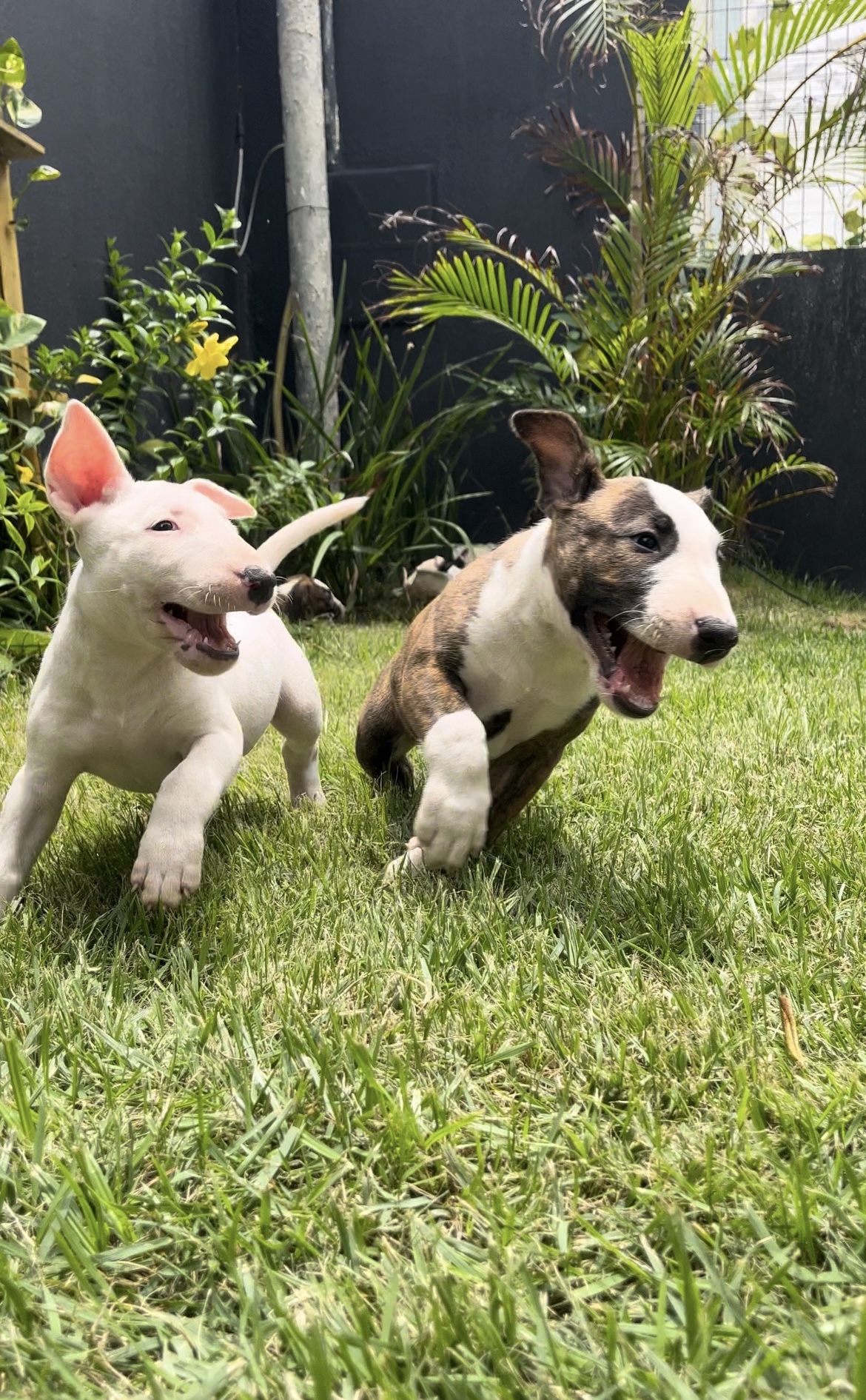 Portal Vendocão RARIDADE EM ARACAJU! Filhotes bull terrier Aracaju