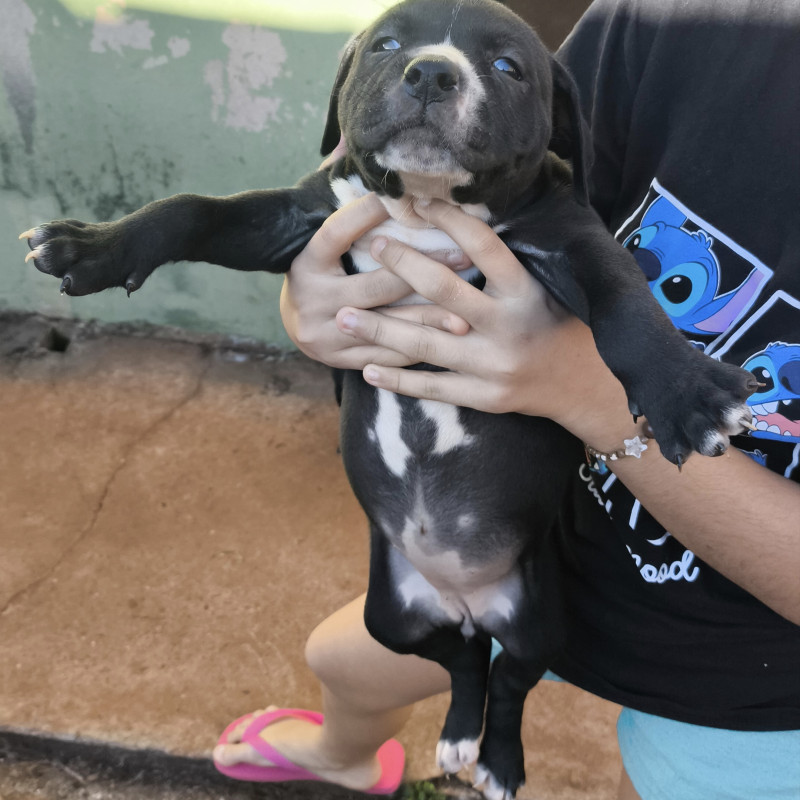 Filhotes de Pit Bull - Foto 2