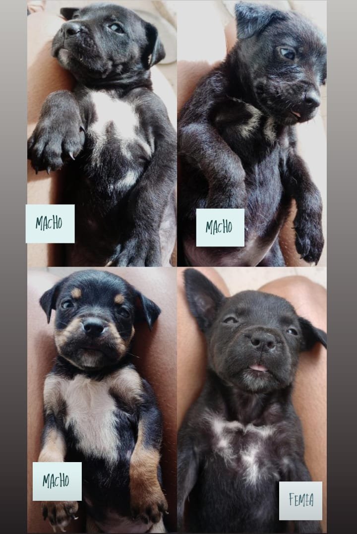 Filhotes Rottweiler com Pit monster - Foto 2