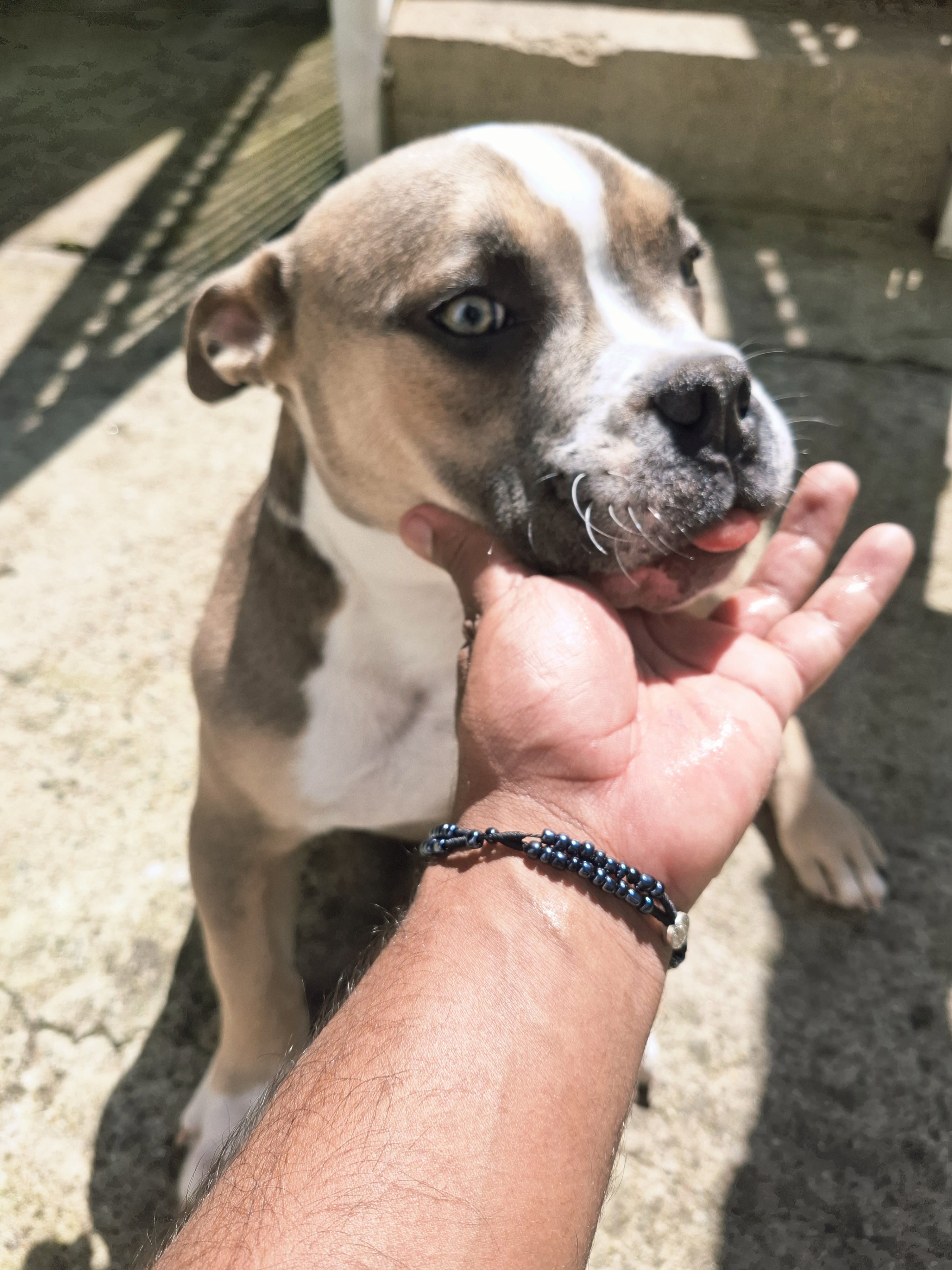 Portal Vendocão Vendo Filhote de american bully  Cachoeirinha 