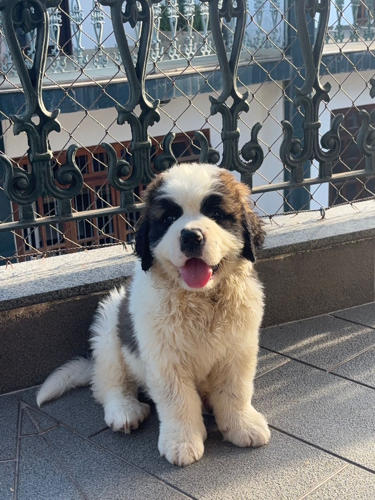 Portal Vendocão Filhotes de São Bernardo com pedigree CBKC disponíveis! Cantagalo