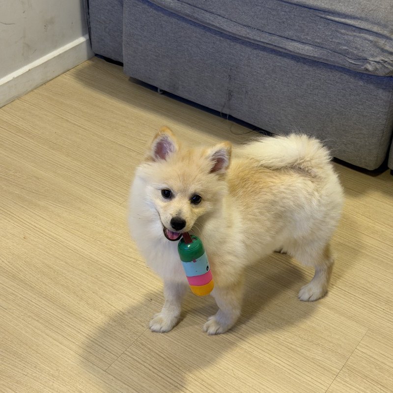 Spitz alemão (Lulu pomerania)