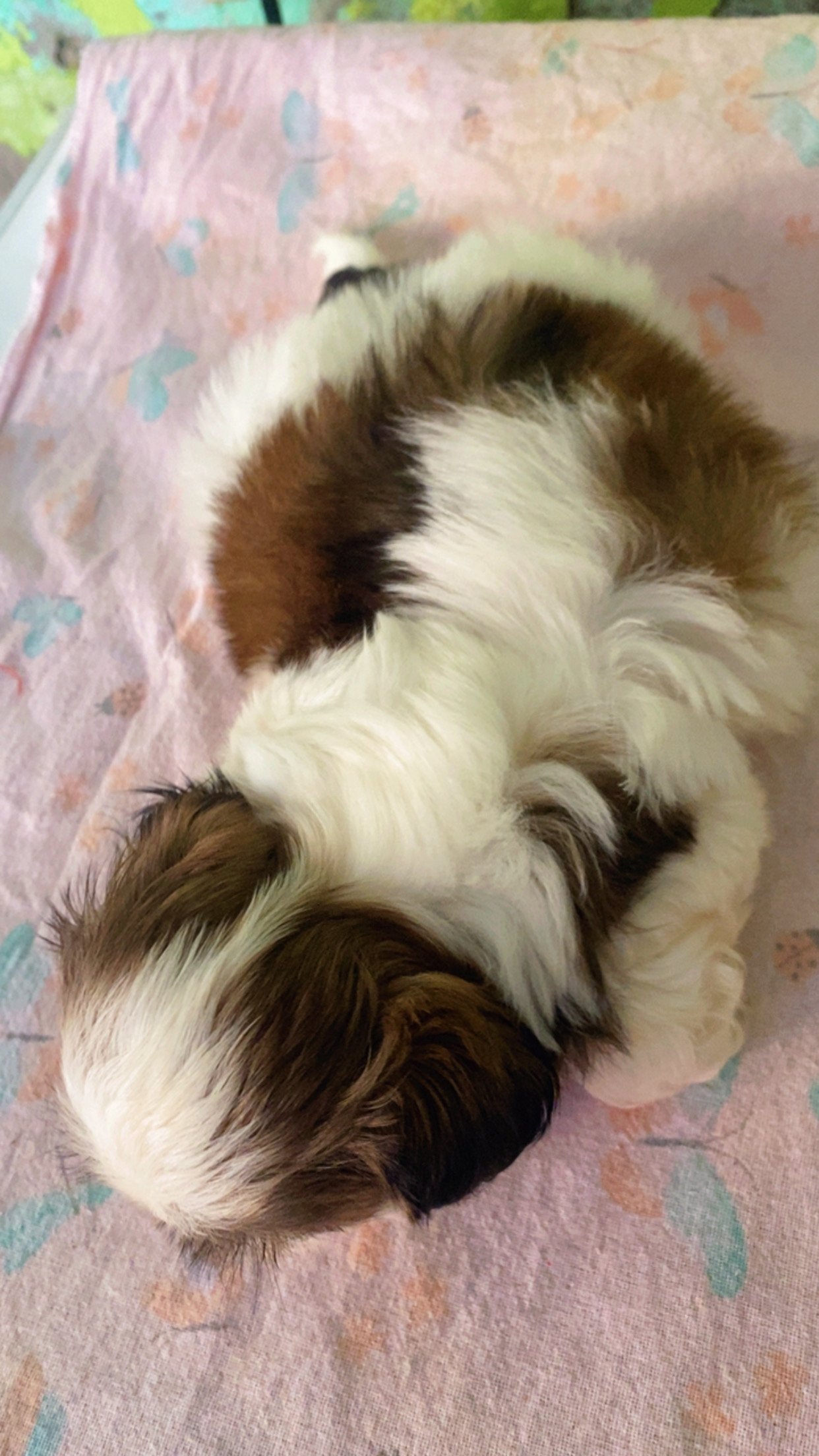 Shih Tzu - Foto 3