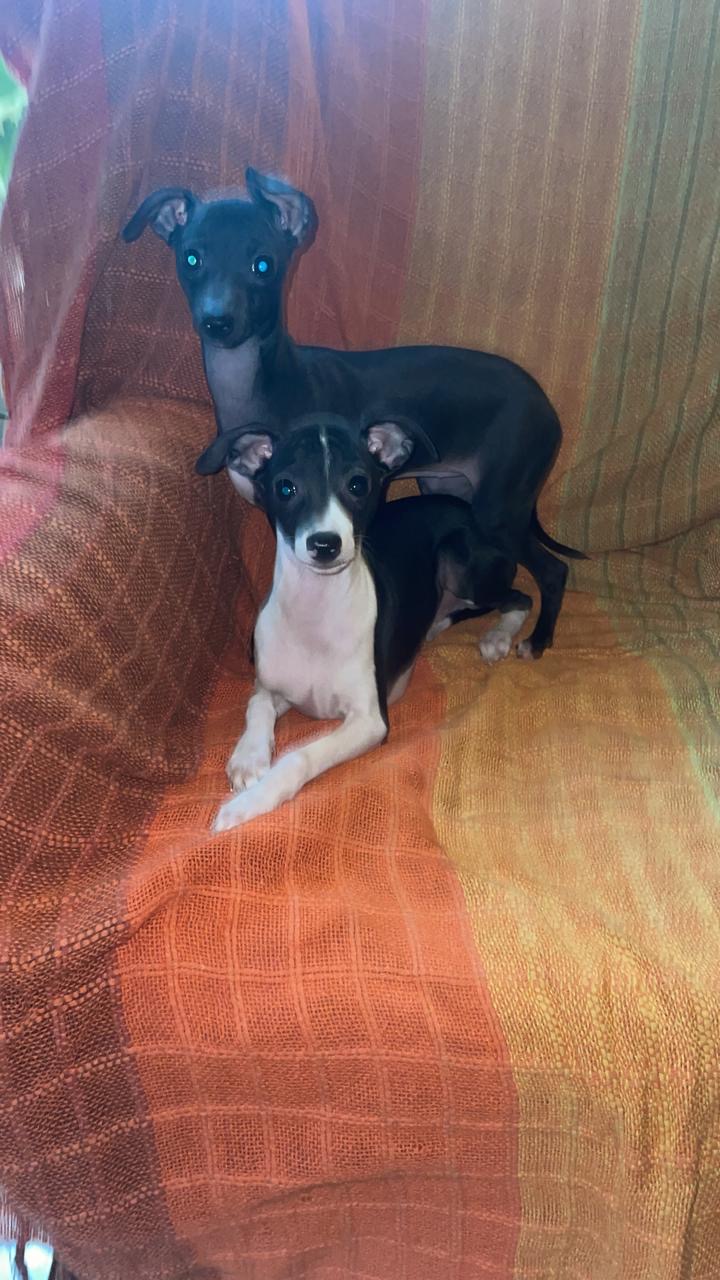 Portal Vendocão Filhote de pequeno lebrel italiano  Presidente prudente 