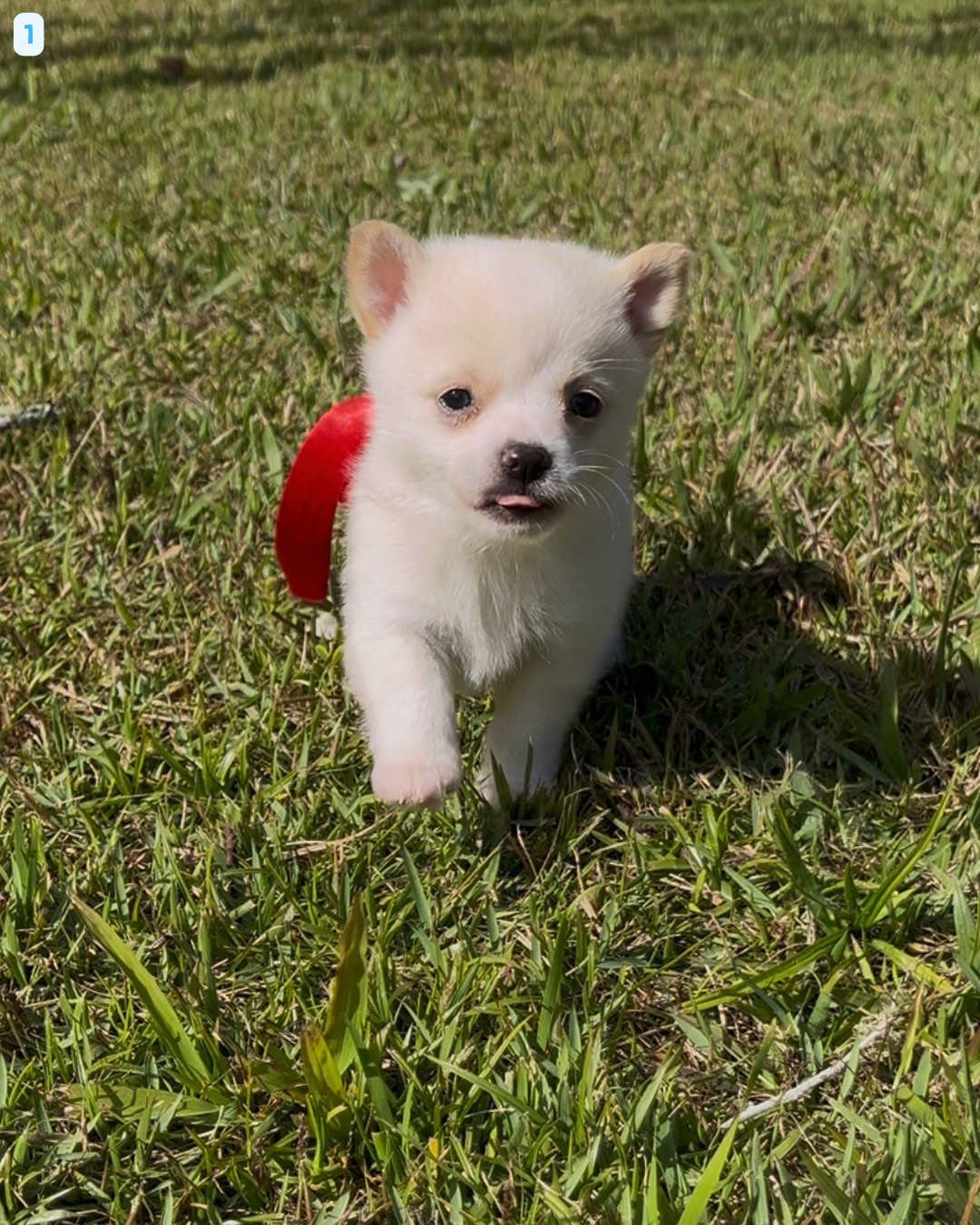 Portal Vendocão Filhote de Chihuahua Macho Pelo Curto. Suzano, mas entrego!