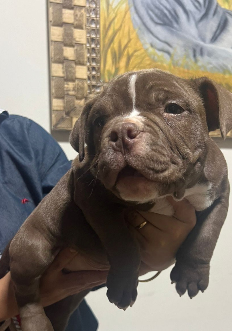 Portal Vendocão American bully  Jaguariaíva