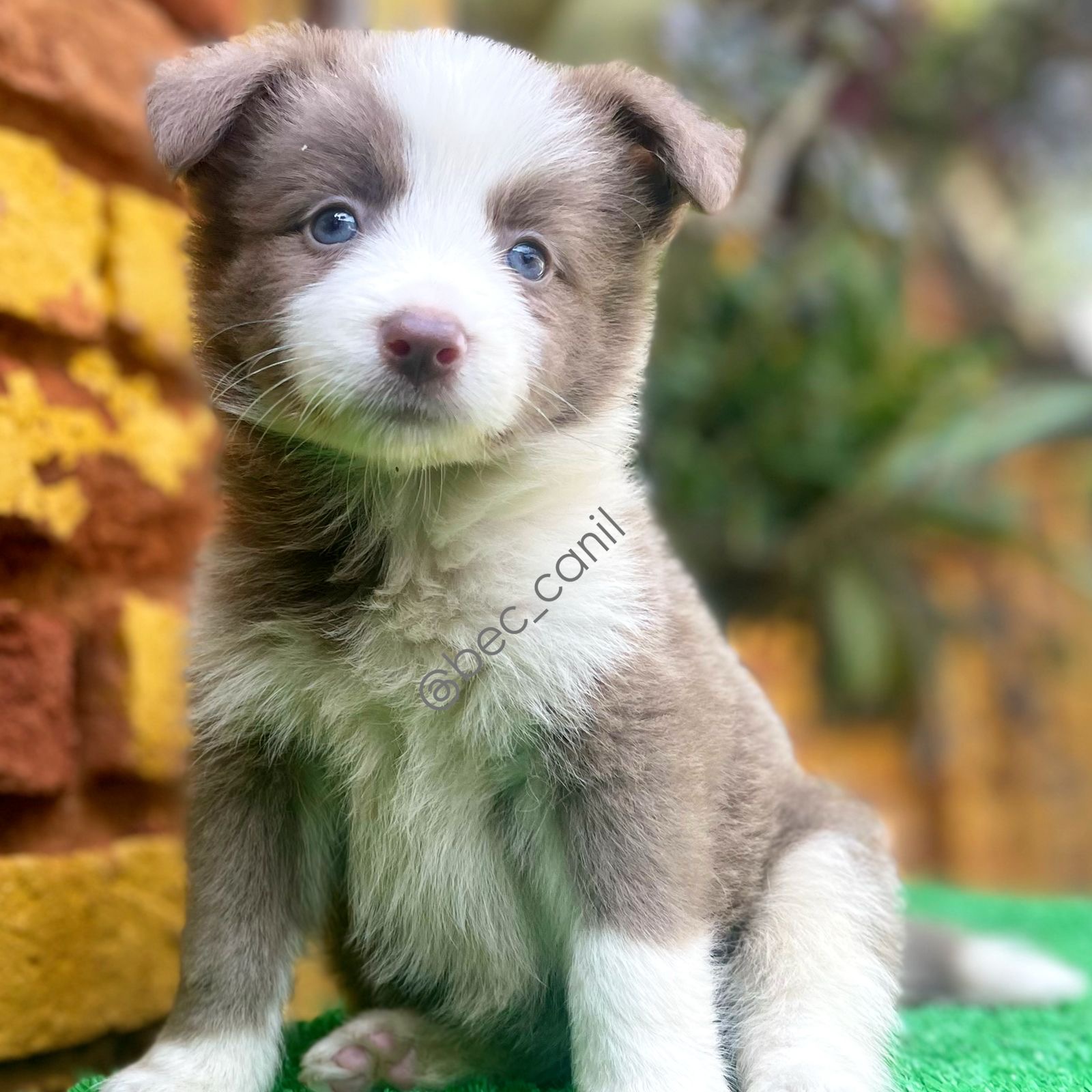 Portal Vendocão Alegria em 4 patas  Goiânia 