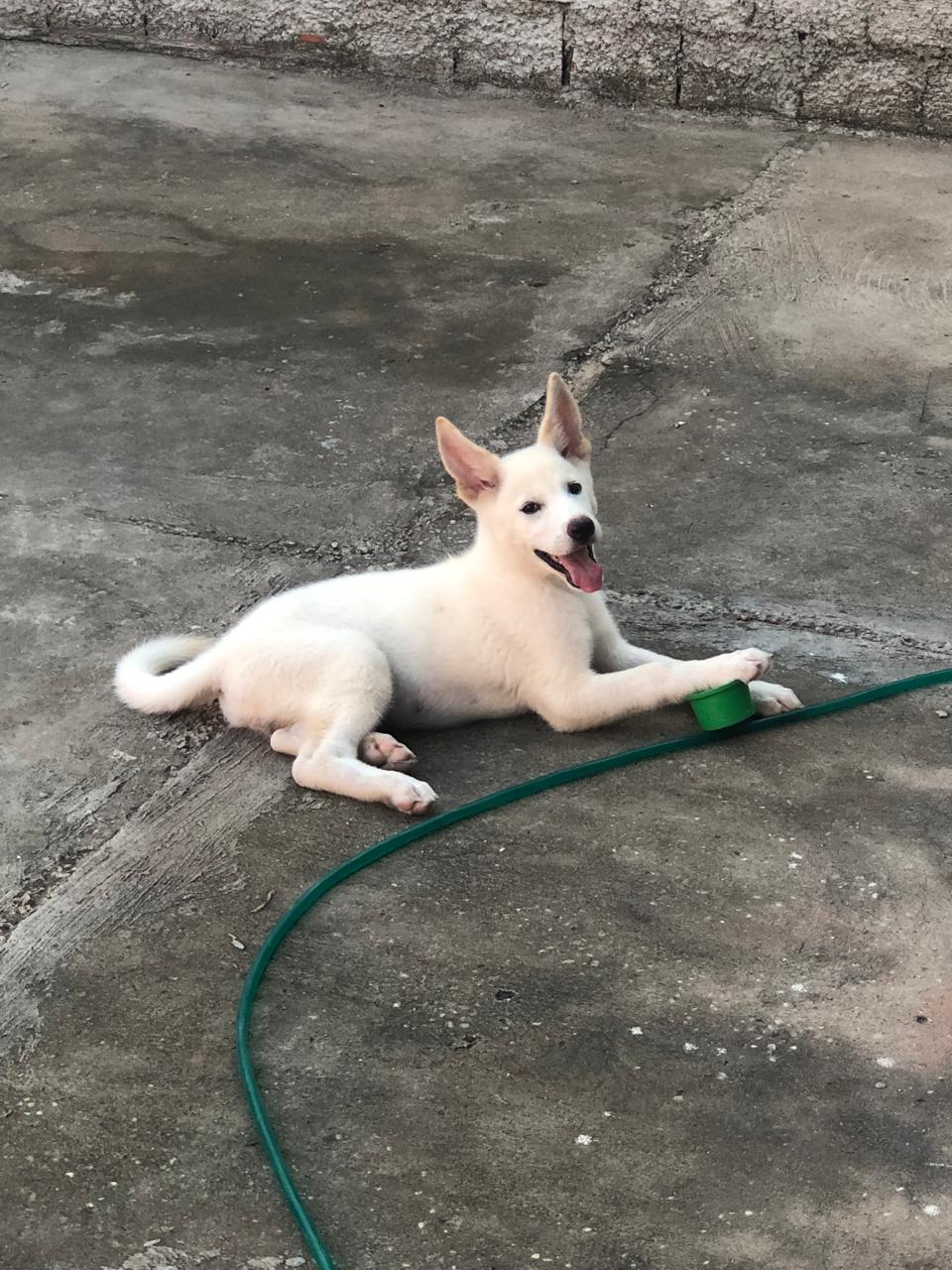 Portal Vendocão Akita Americano  Teresina