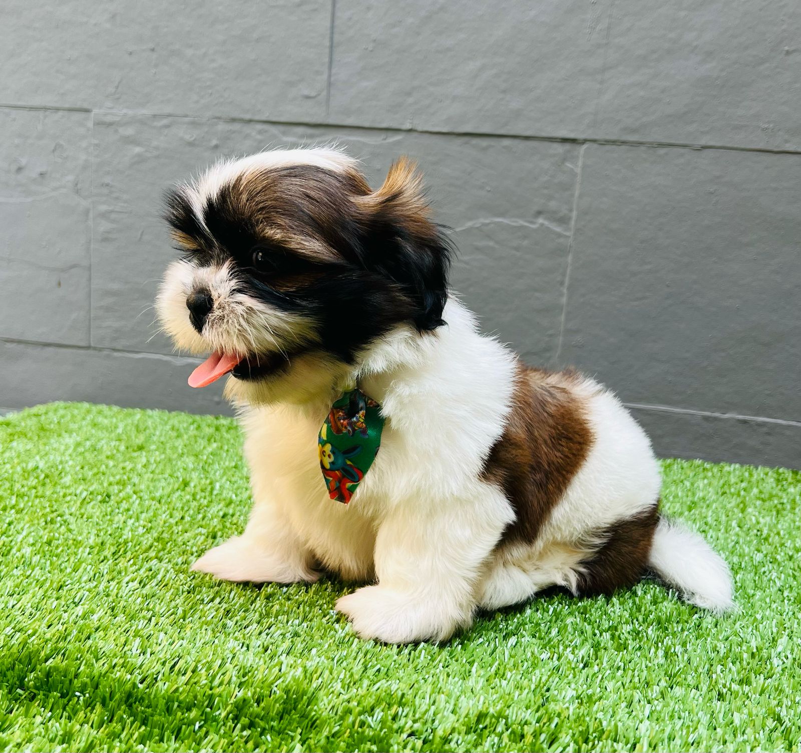 Portal Vendocão VENDE-SE FILHOTE DE SHIH TZU  BELO HORIZONTE