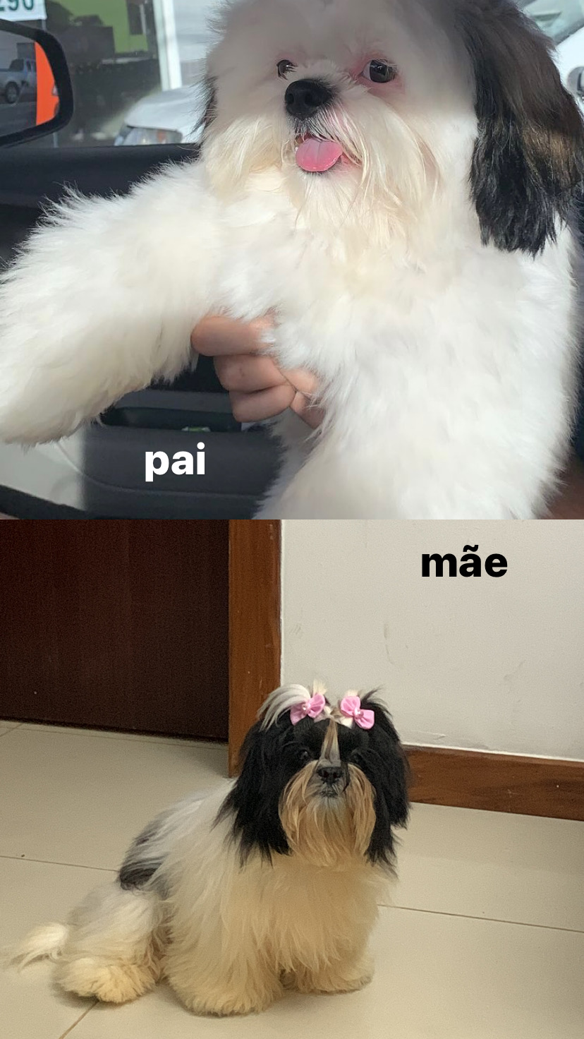 filhotes de Shih Tzu Vitória da Conquista 