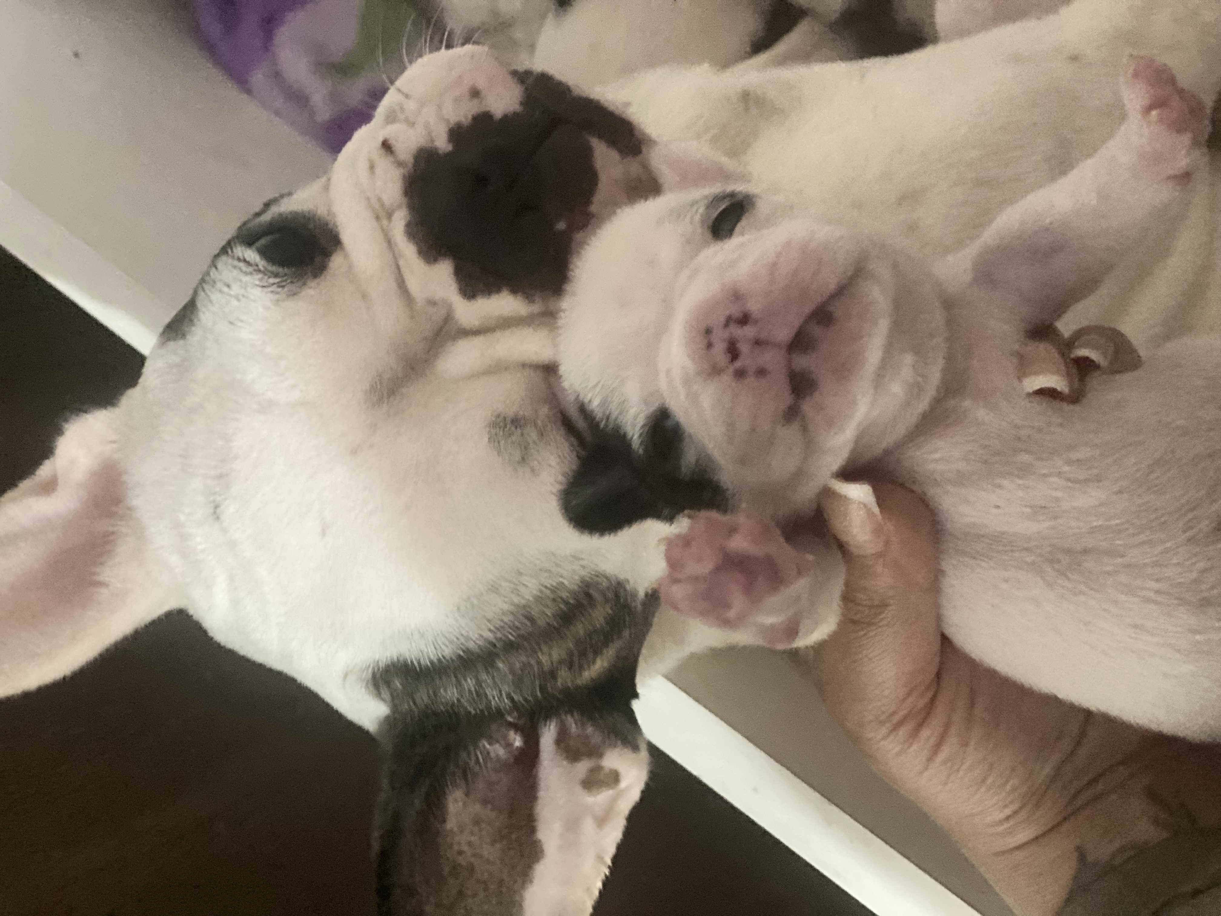 Portal Vendocão Bulldog francês  Novo Hamburgo 