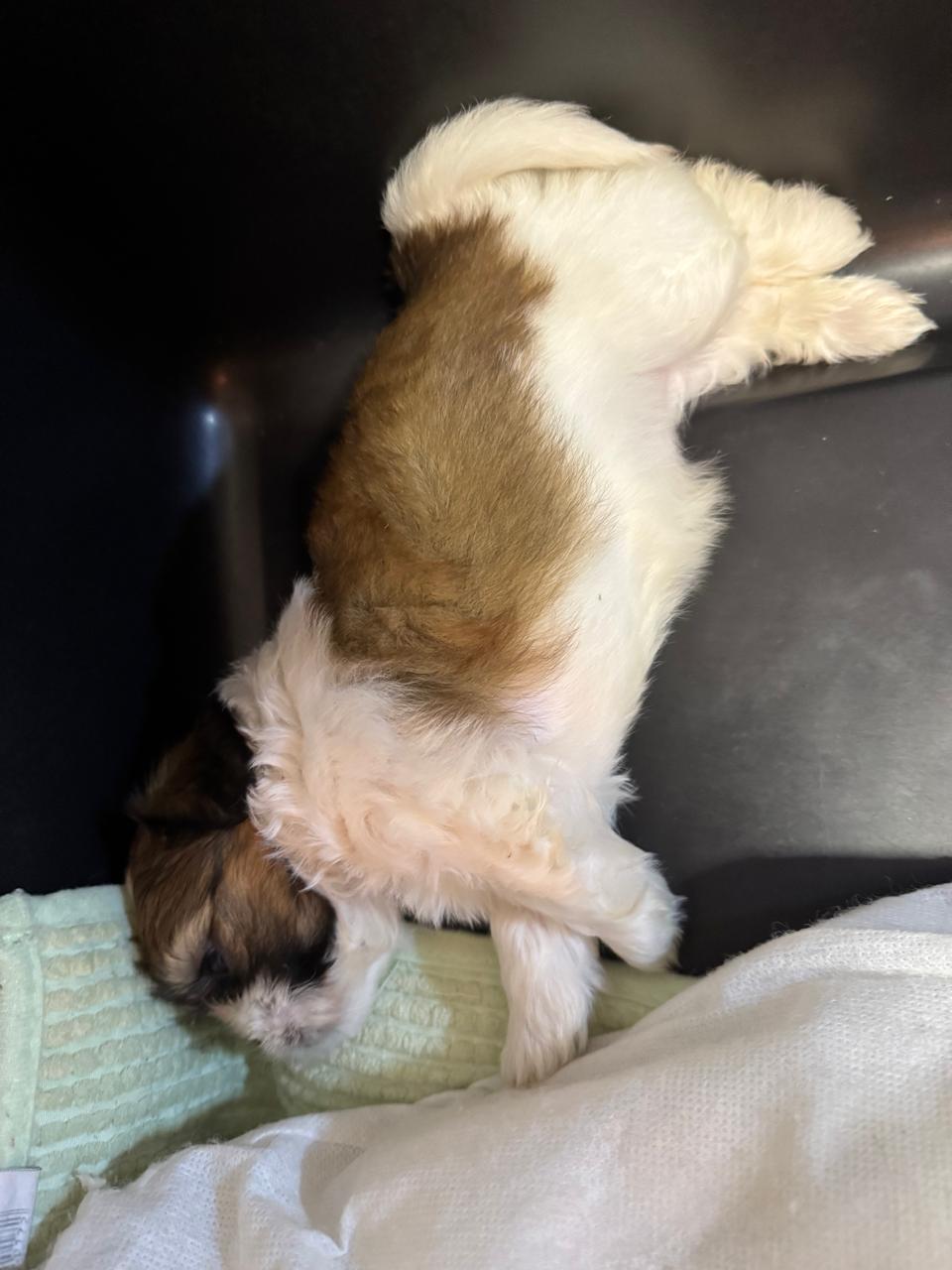 Portal Vendocão Vendo shih tzu Fêmea Divinópolis