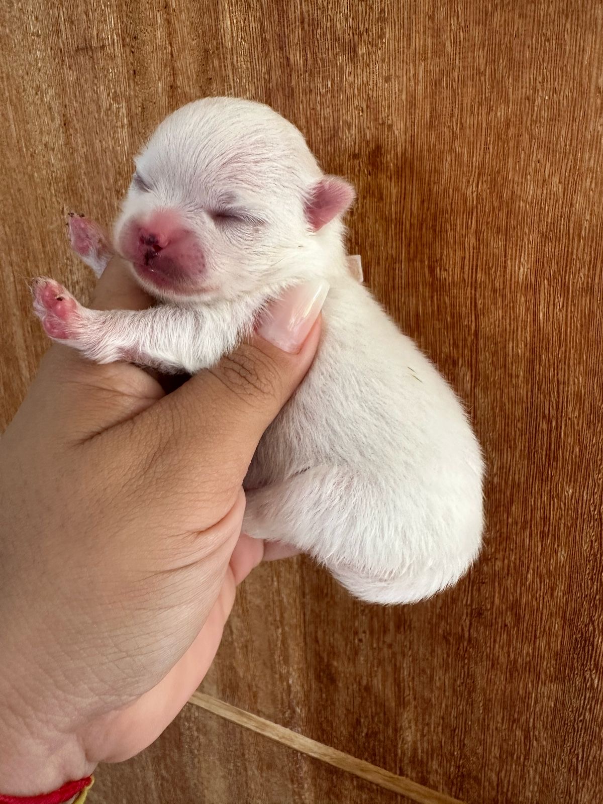 Portal Vendocão Bulldog francês  Goiânia 
