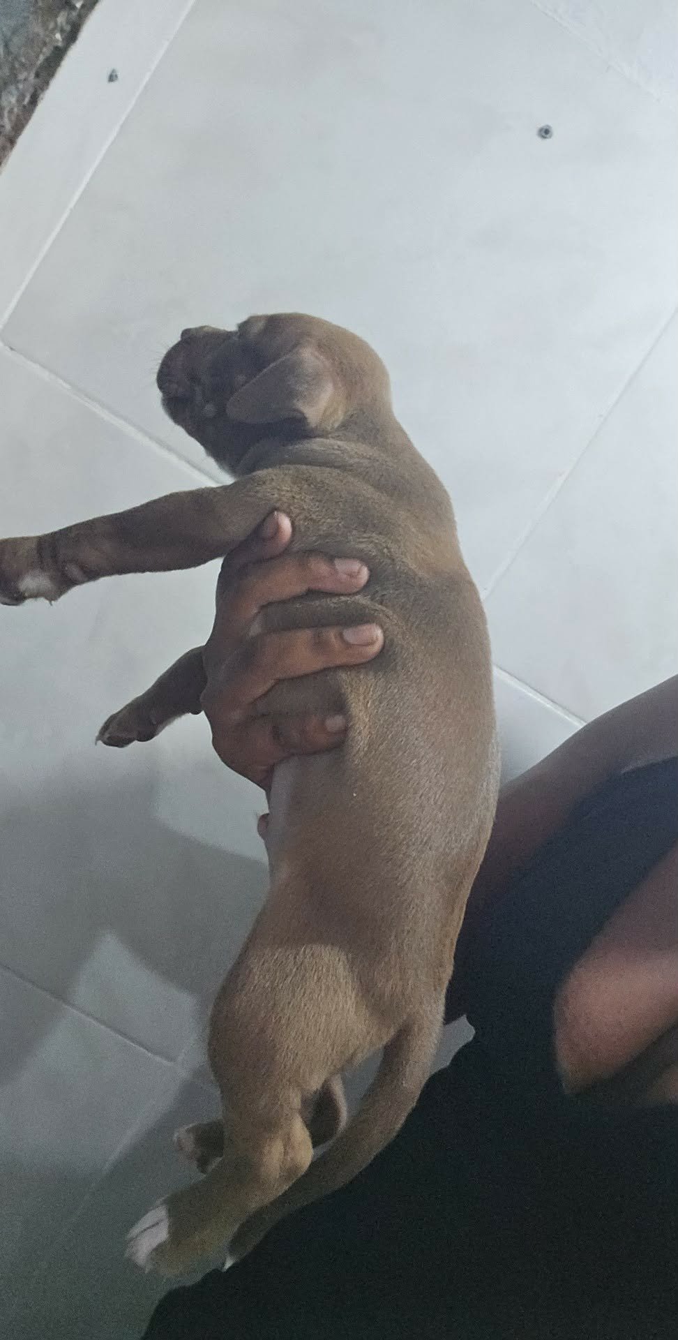 PITTBUL PURO  - Foto 4