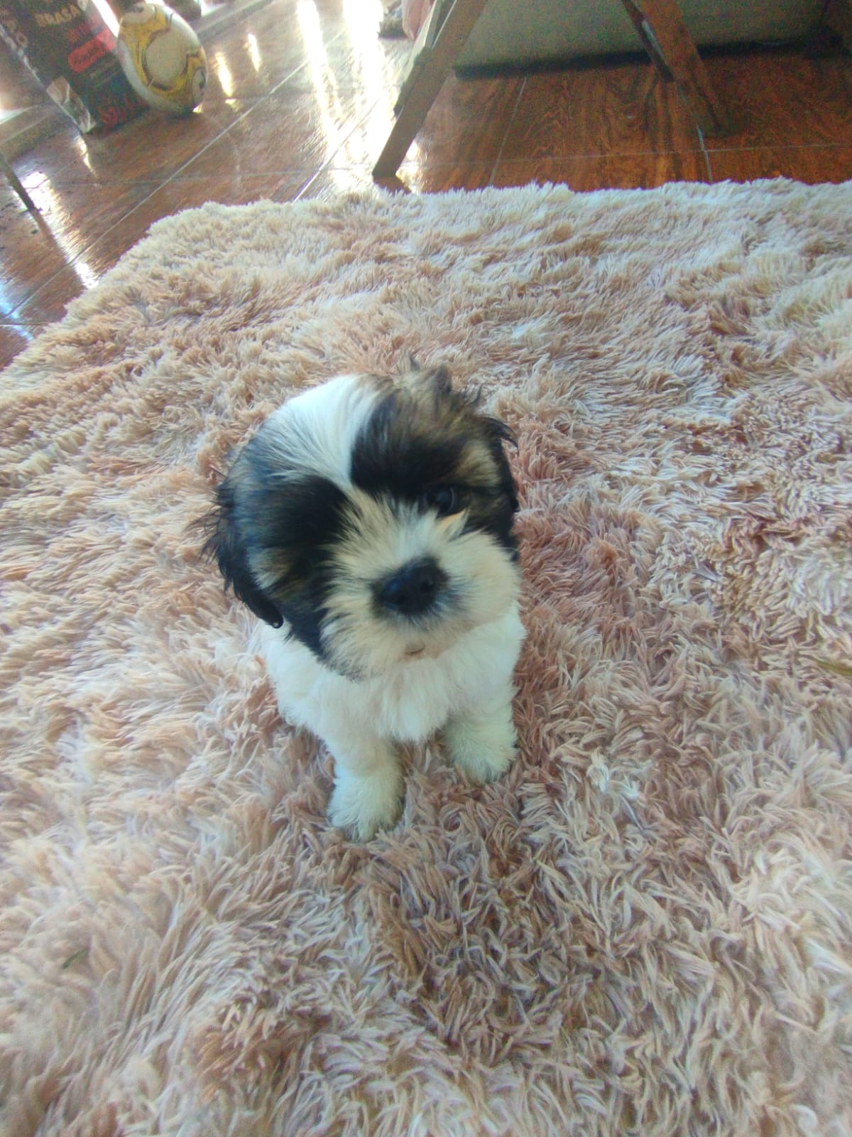 Portal Vendocão Lindo filhote de shih tzu macho, excelente genética  Belo Horizonte