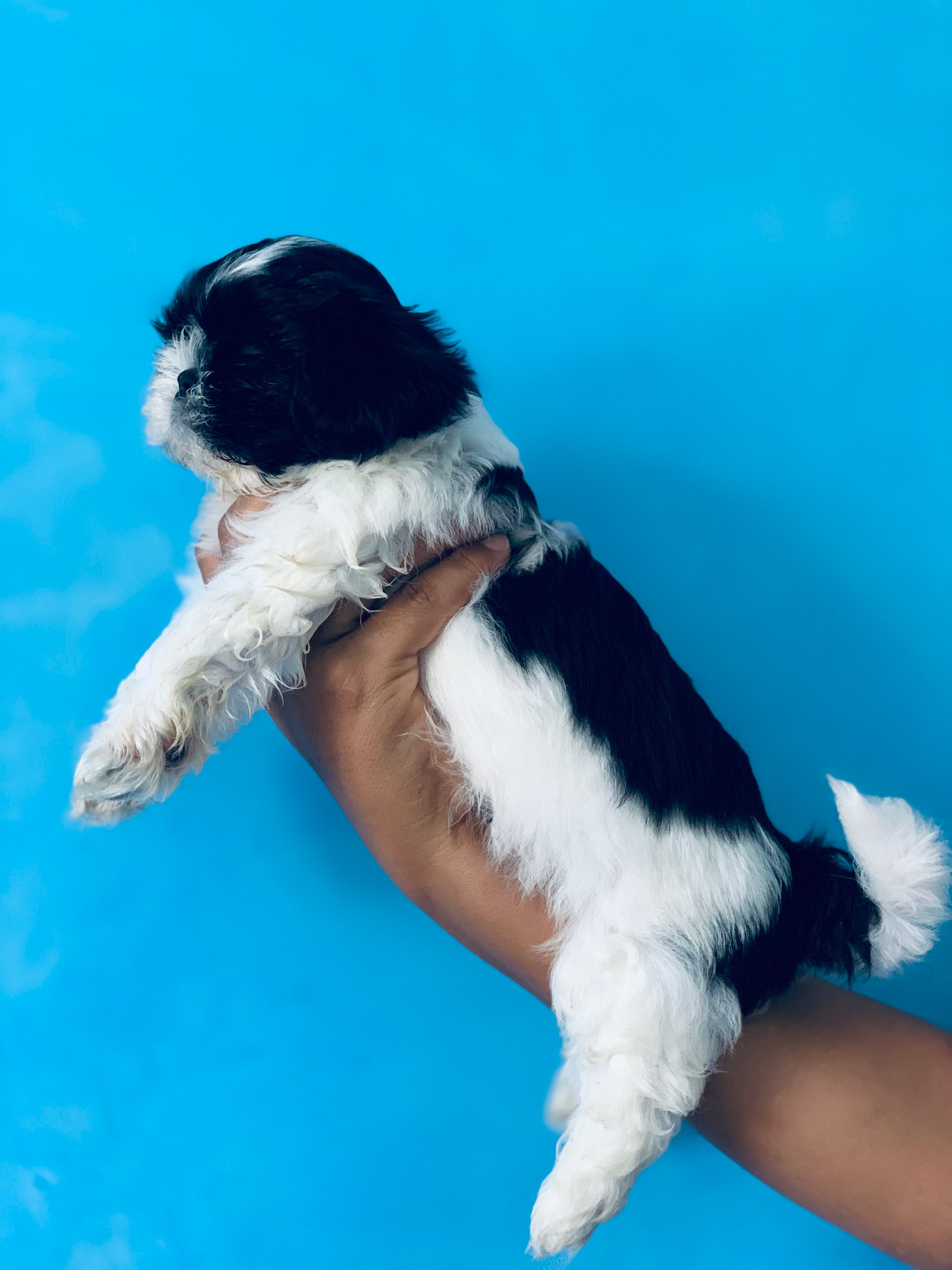 Shih tzu macho 