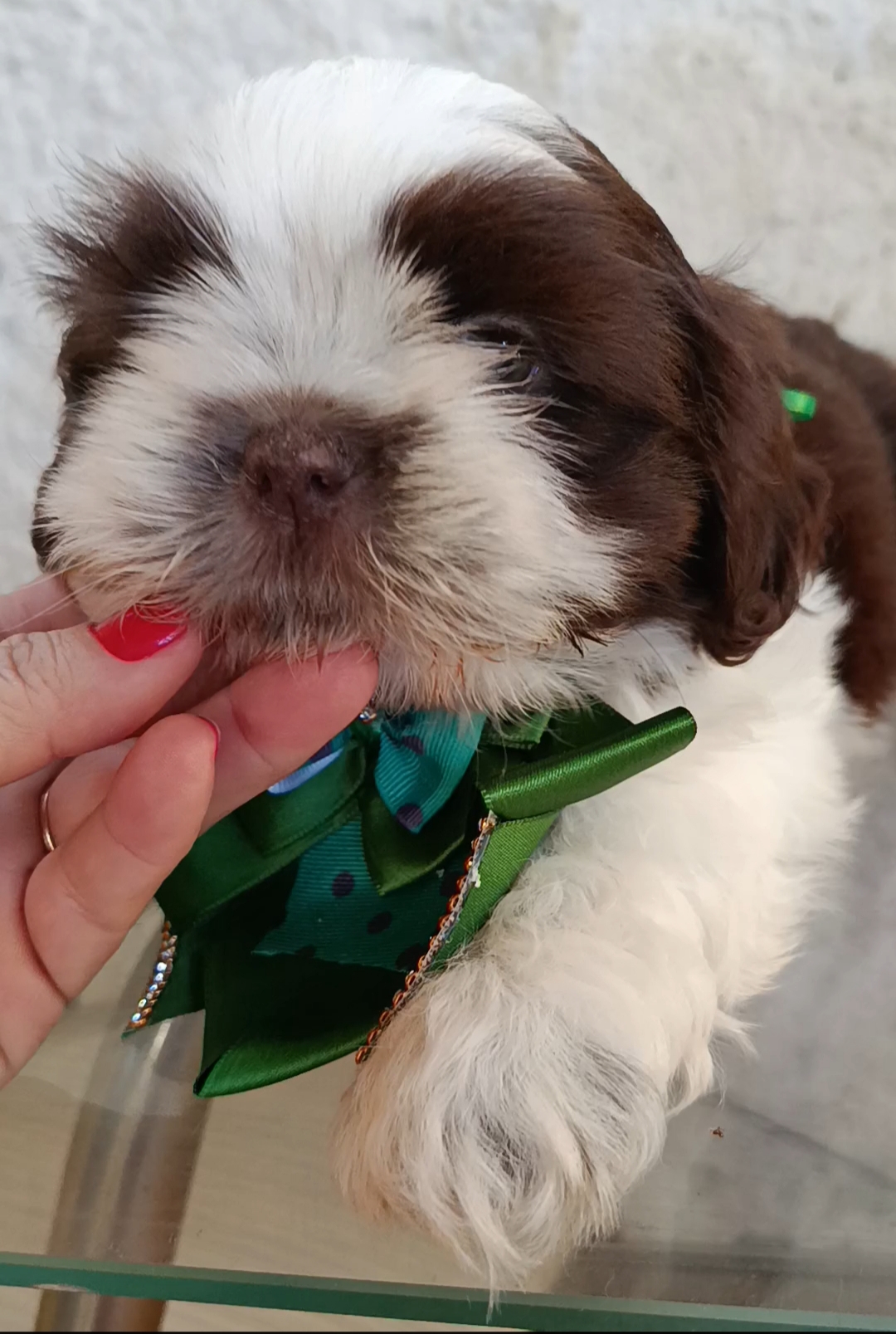 Portal Vendocão Shih Tzu  Duque de caxias