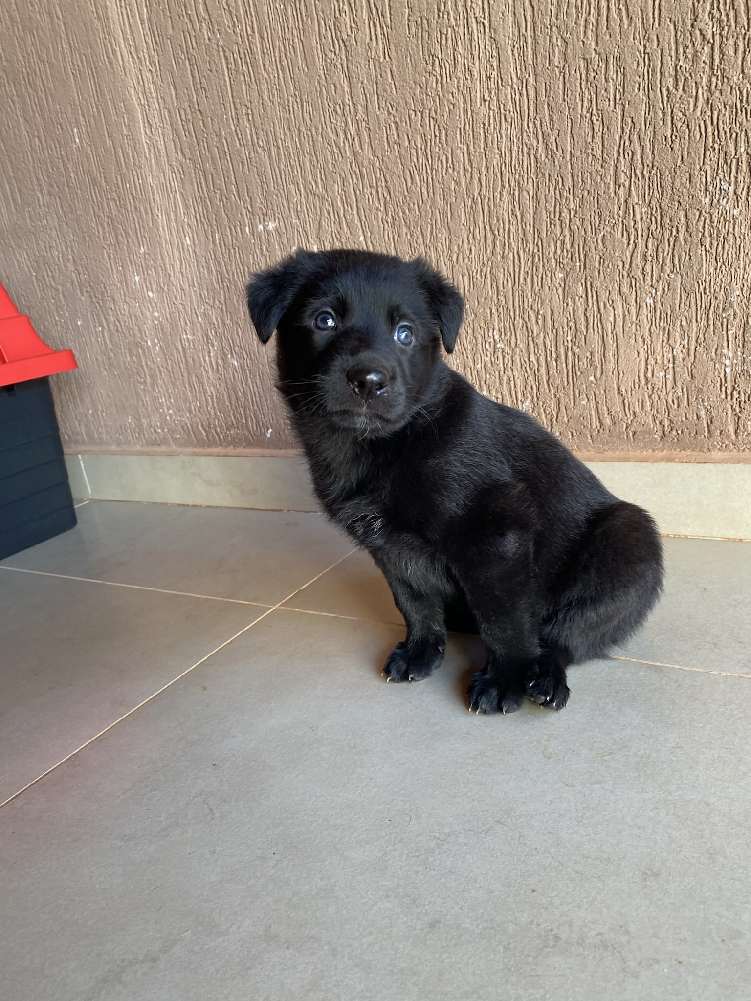 filhotes de Pastor Belga Malinois Estrela D Oeste