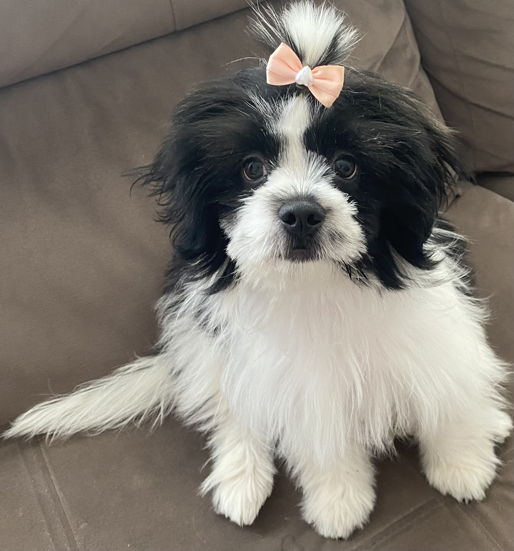 Shih tzu - Foto 1