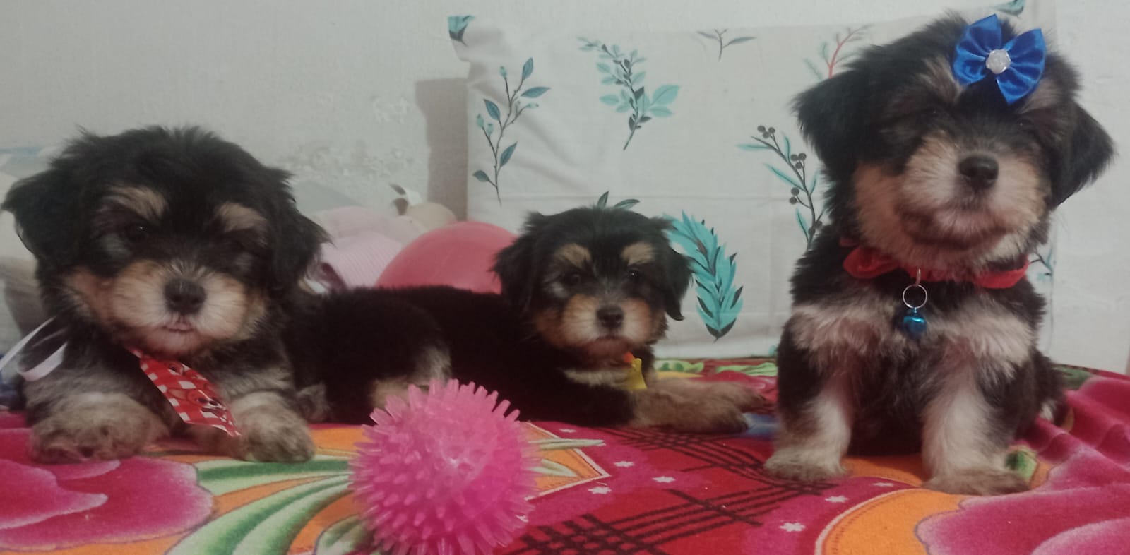 Portal Vendocão Cachorros Lhasa Apso  Paulista 