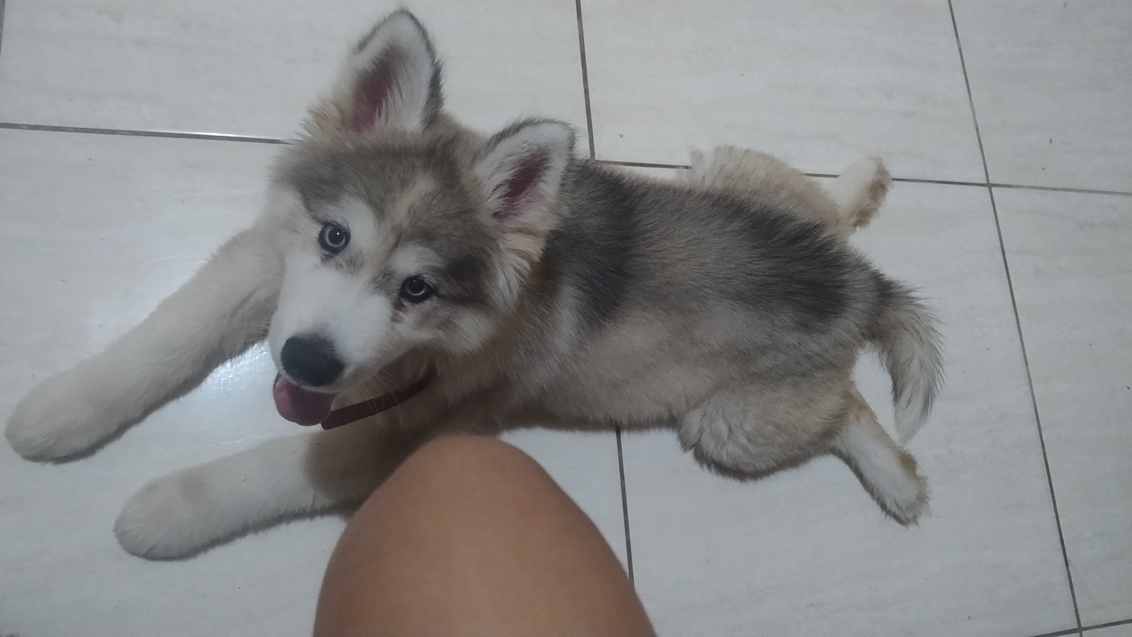 Portal Vendocão Vendo filhote de Husky siberiano  Capela Sergipe 