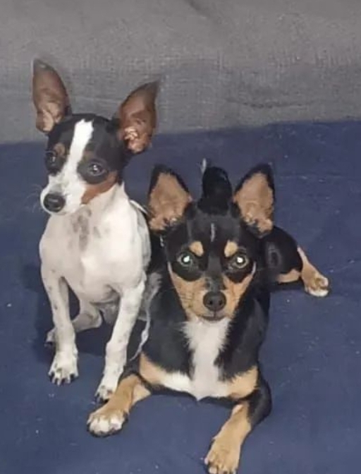 Portal Vendocão Pinscher n1 Campo Grande