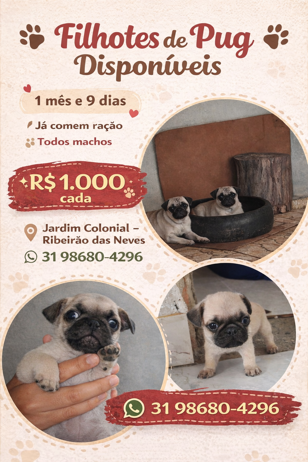 Vendo filhote de pug