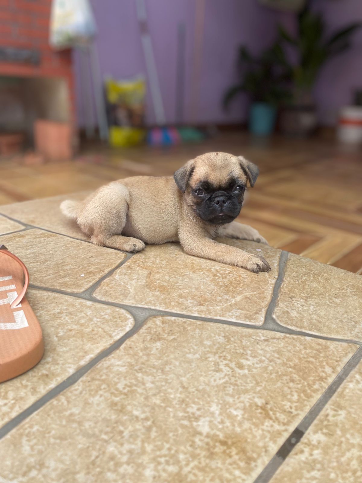 Portal Vendocão Vendo cachorro pug Porto velho 