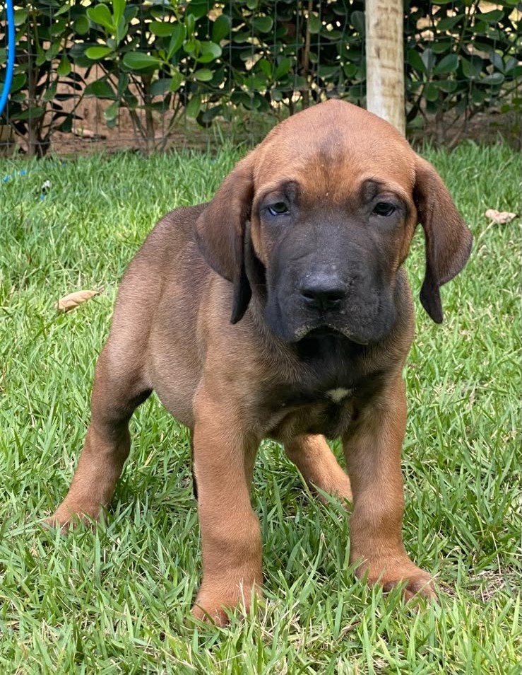Filhote Macho Fila Brasileiro