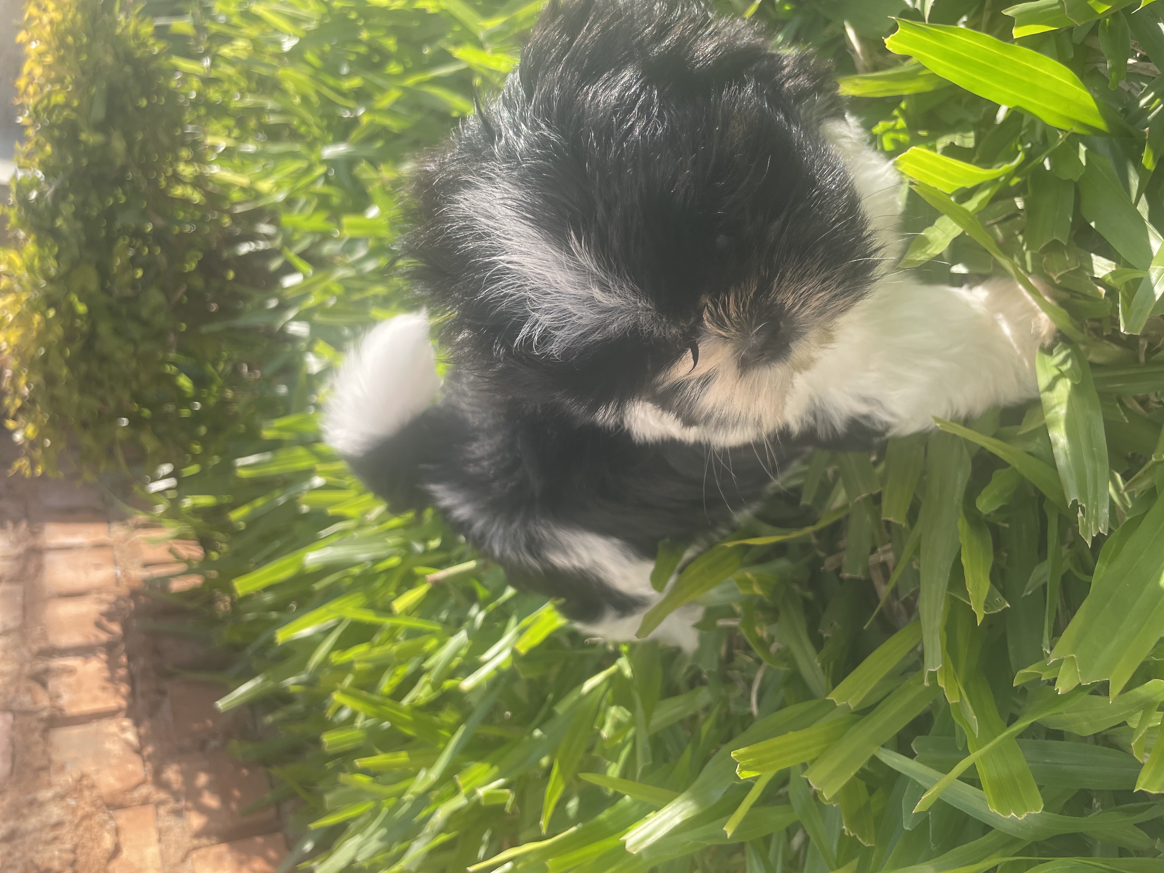 Filhote Shih tzu  - Foto 3