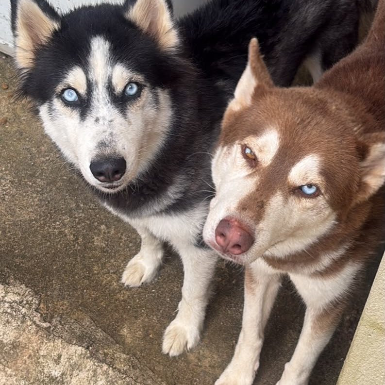 Filhotes de Husky siberiano - Foto 3
