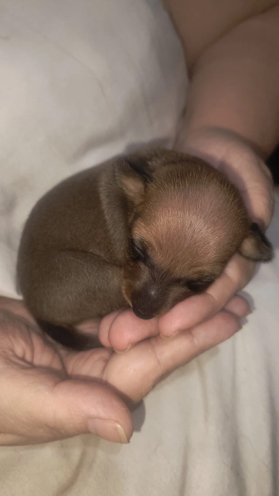 Lindos filhotes de mini pinscher - Foto 2