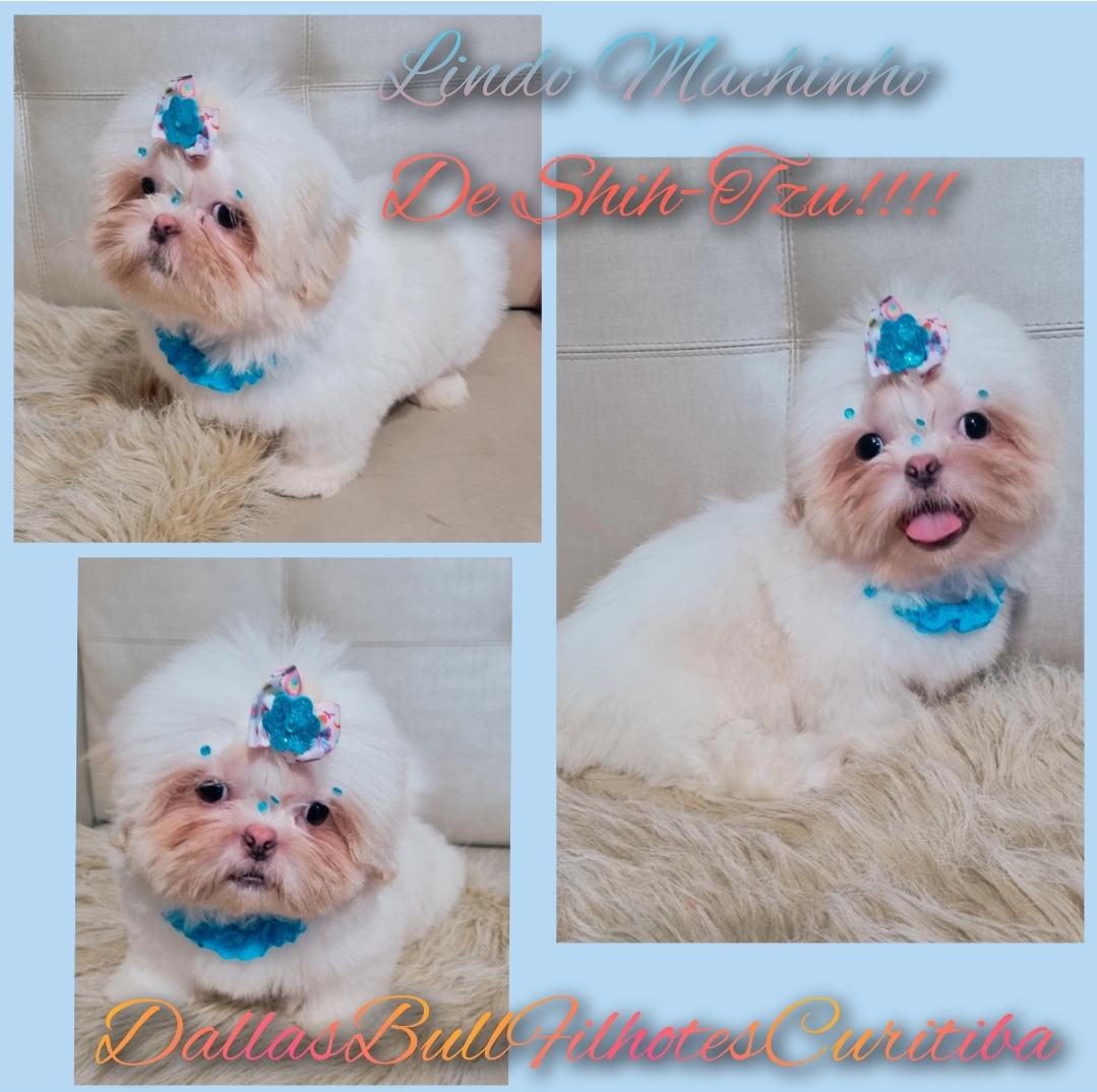 Portal Vendocão Lindo Machinho De Shih-Tzu Disponível! Curitiba 