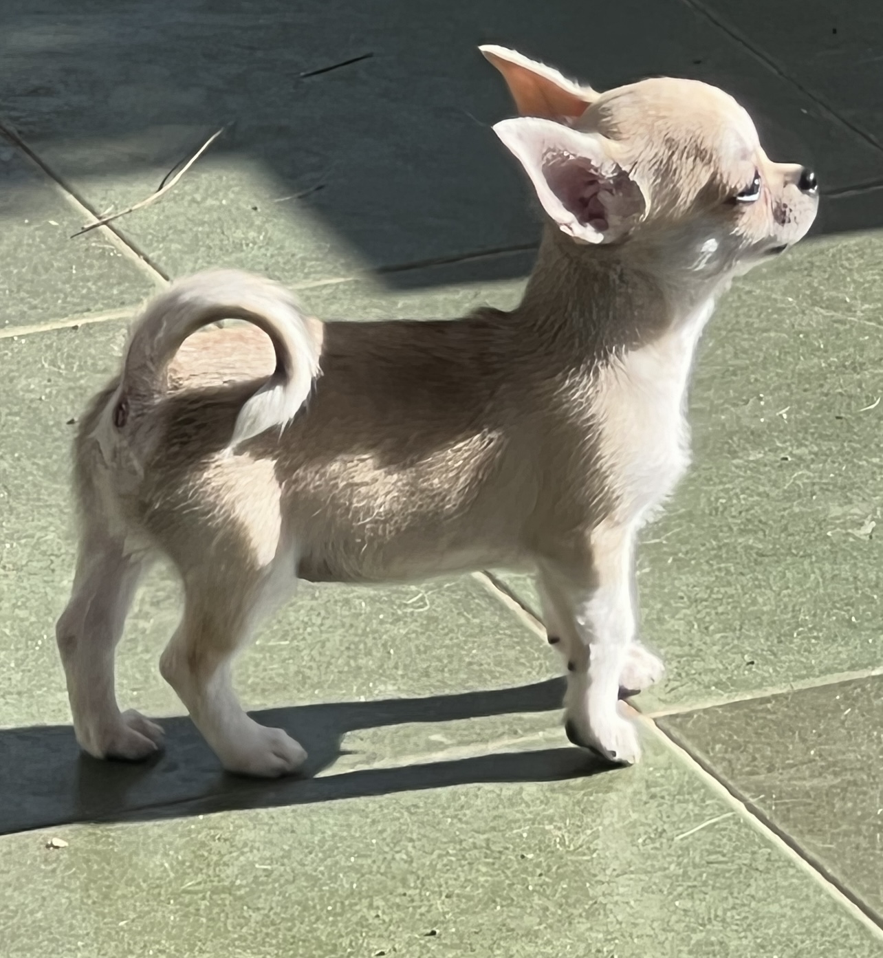 chihuahuas filhotes - Foto 2