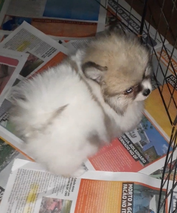 Lindo machinho de Lulu da pomerania anão vacinado verificado com pedgree parte color portador de chocolate branco neve pérola e laranja um presente inesquecível wp pra fotos e vídeos  - Foto 2