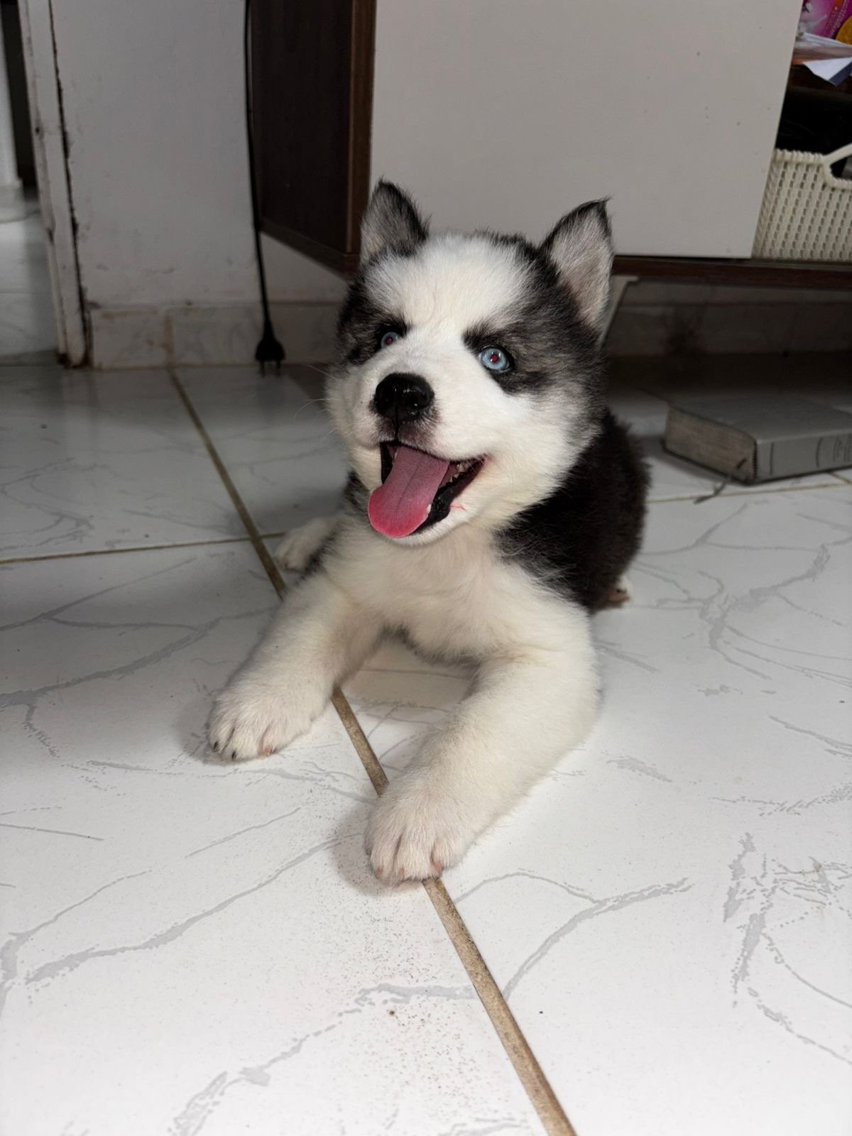 Husky siberiano  - Foto 3