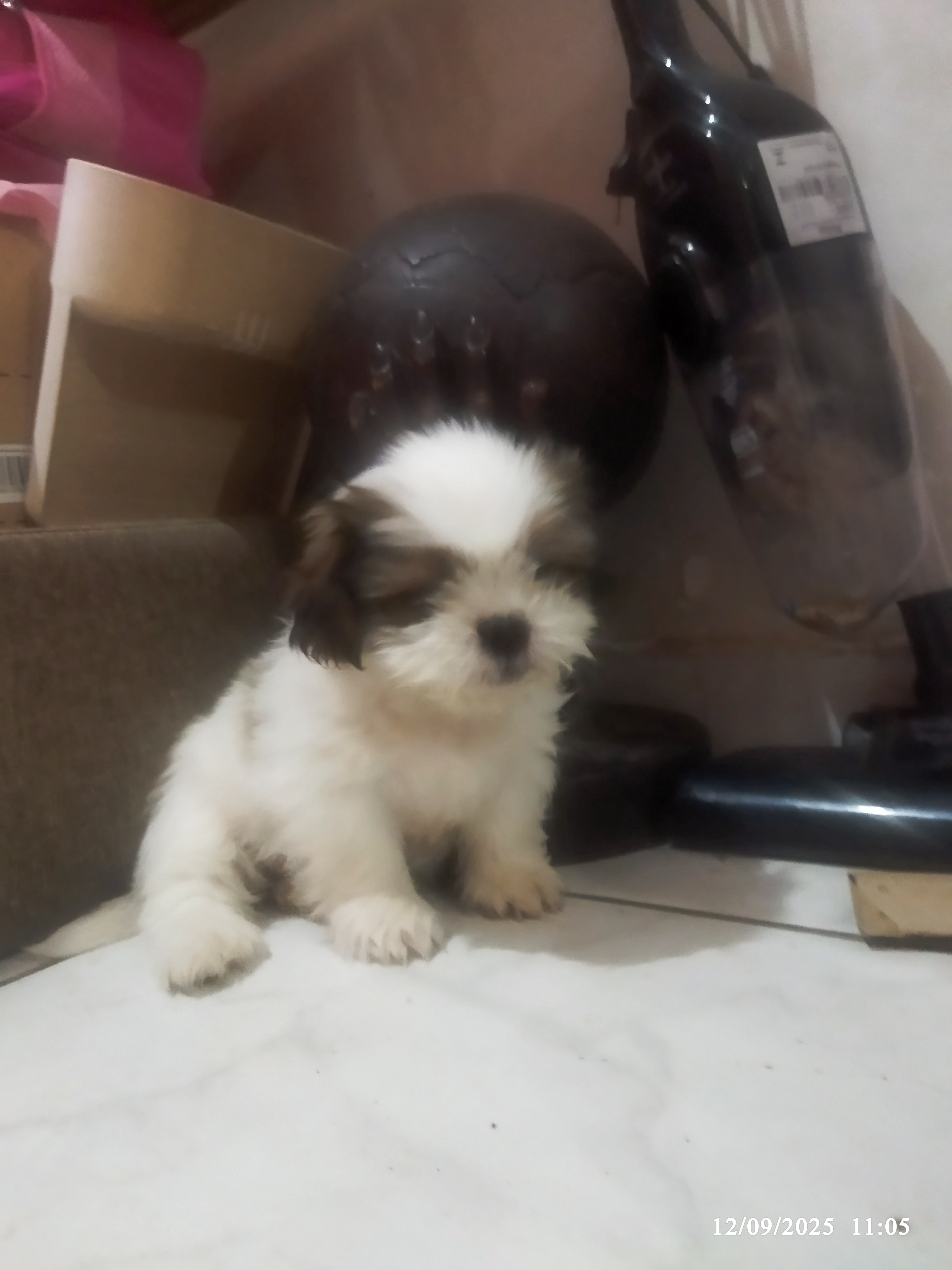 Portal Vendocão Filhote de shih tzu Goiânia